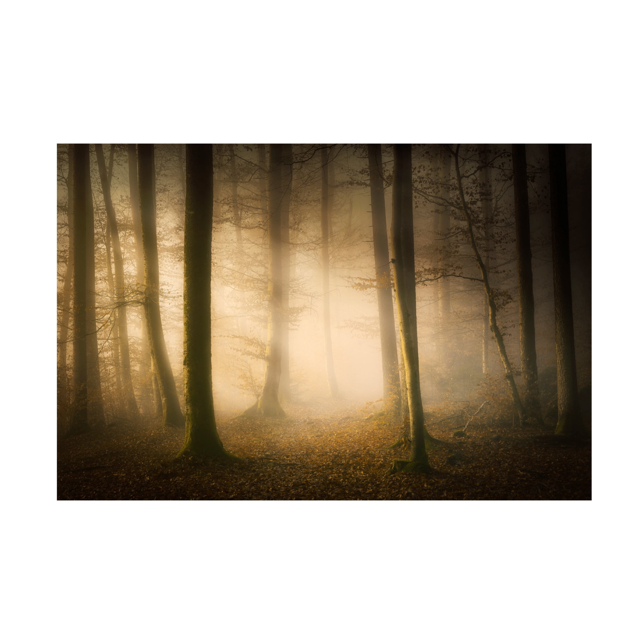 Canvas Wall Art - Norbert Maier 'November Whispers' Wall Art for Living Room, Bedroom, or Office Décor by Trademark Fine Art - 32 x 22 Inches