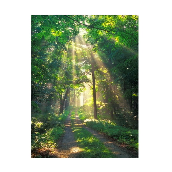 Canvas Wall Art - Patrick Zephyr 'Forest Sunshine' Wall Art for Living Room, Bedroom, or Office Décor by Trademark Fine Art - 14 x 19 Inches