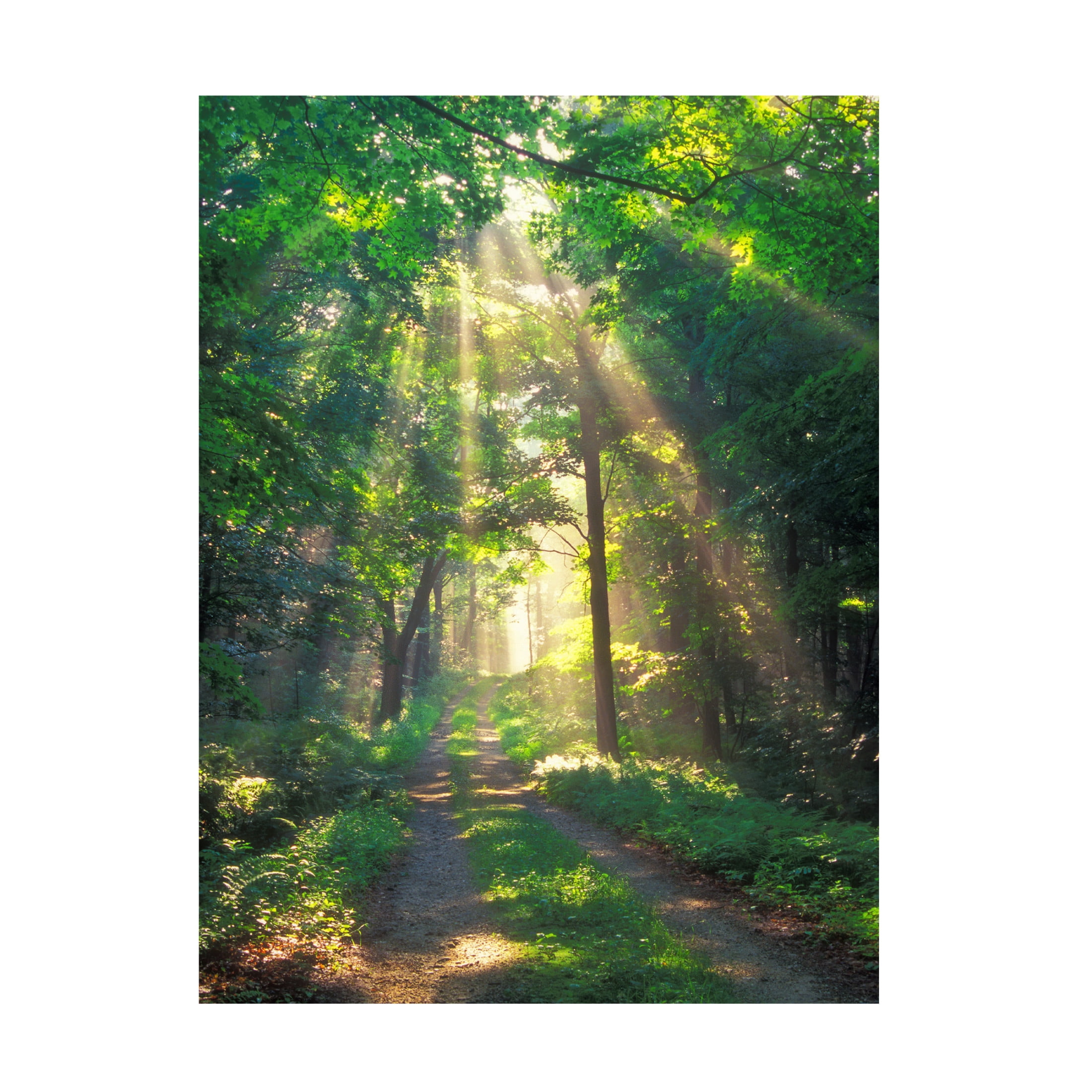 Canvas Wall Art - Patrick Zephyr 'Forest Sunshine' Wall Art for Living Room, Bedroom, or Office Décor by Trademark Fine Art - 18 x 24 Inches