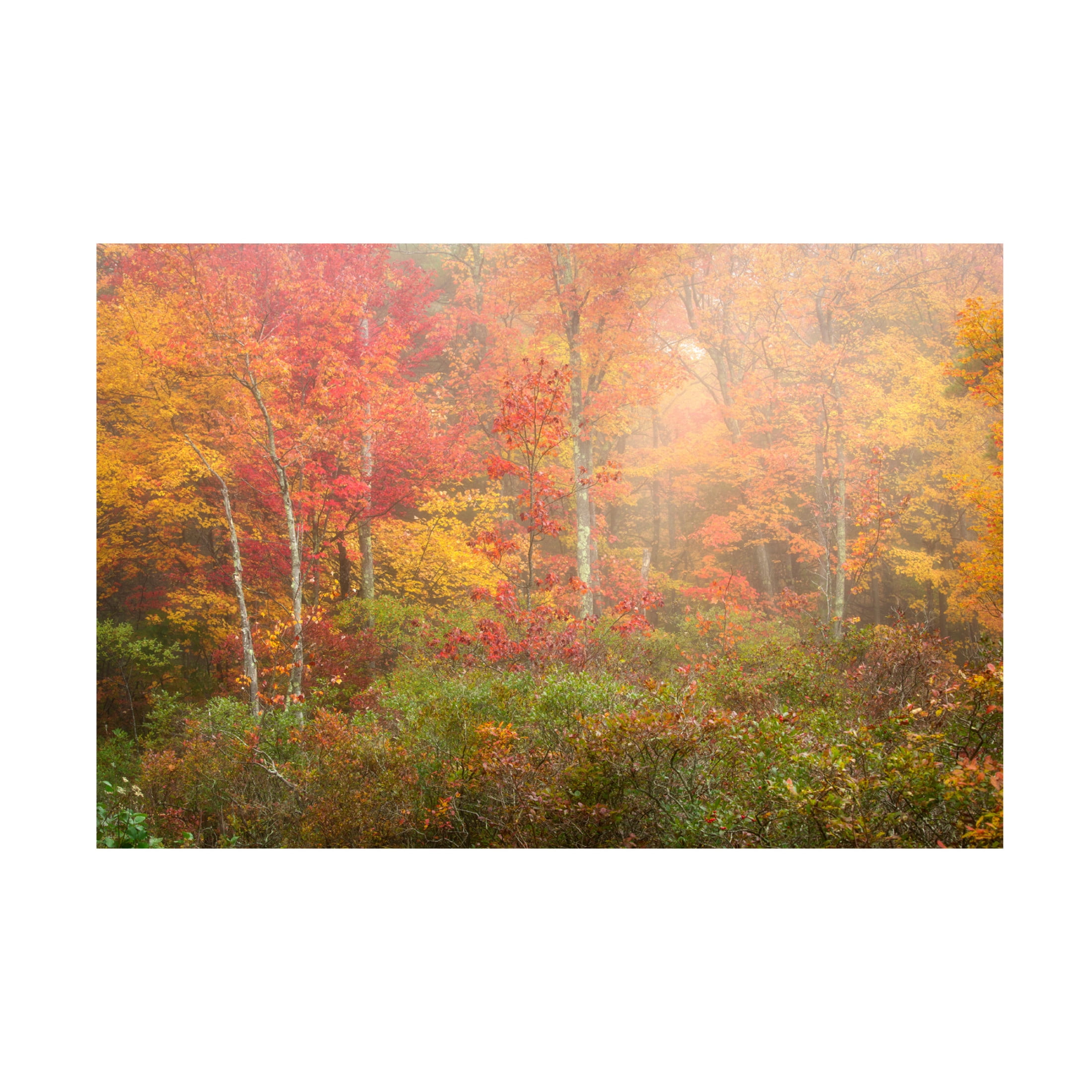 Canvas Wall Art - Patrick Zephyr 'Soft Pallet' Wall Art for Living Room, Bedroom, or Office Décor by Trademark Fine Art - 32 x 22 Inches