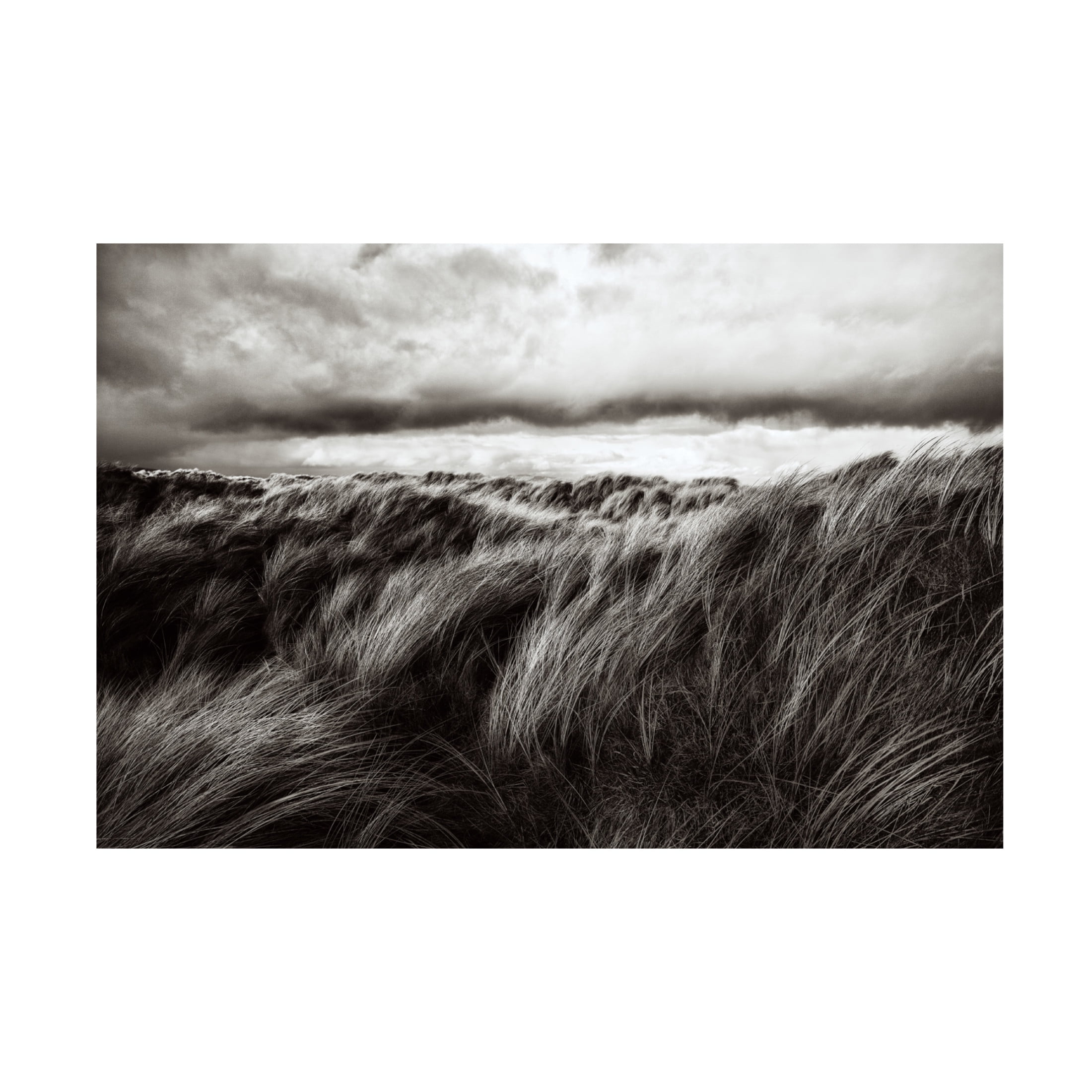 Canvas Wall Art - Paul  'Dunes Of Grass' Wall Art for Living Room, Bedroom, or Office Décor by Trademark Fine Art - 24 x 16 Inches