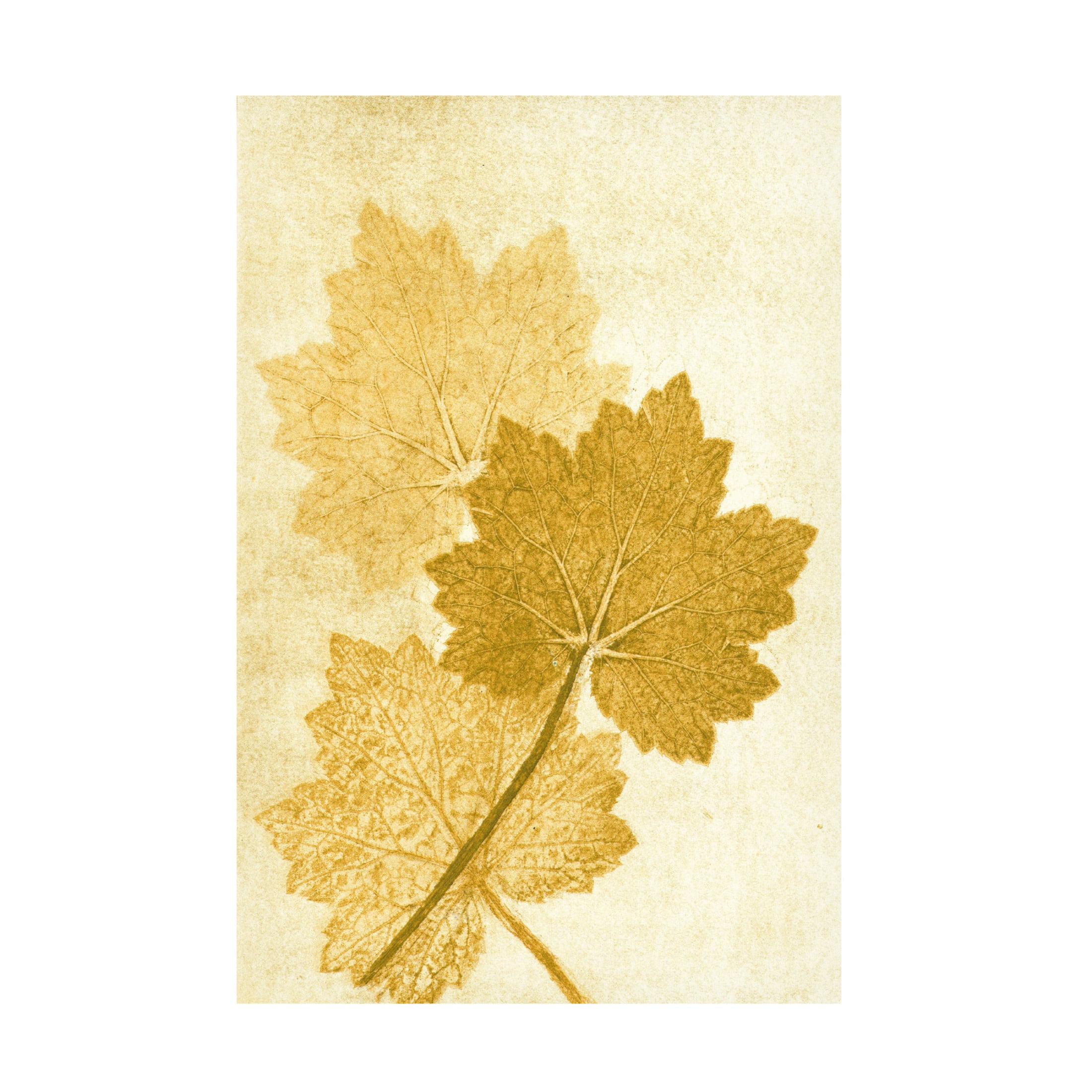 Canvas Wall Art - Pernille Folcarelli 'Alumroo Amber' Wall Art for Living Room, Bedroom, or Office Décor by Trademark Fine Art - 12 x 19 Inches