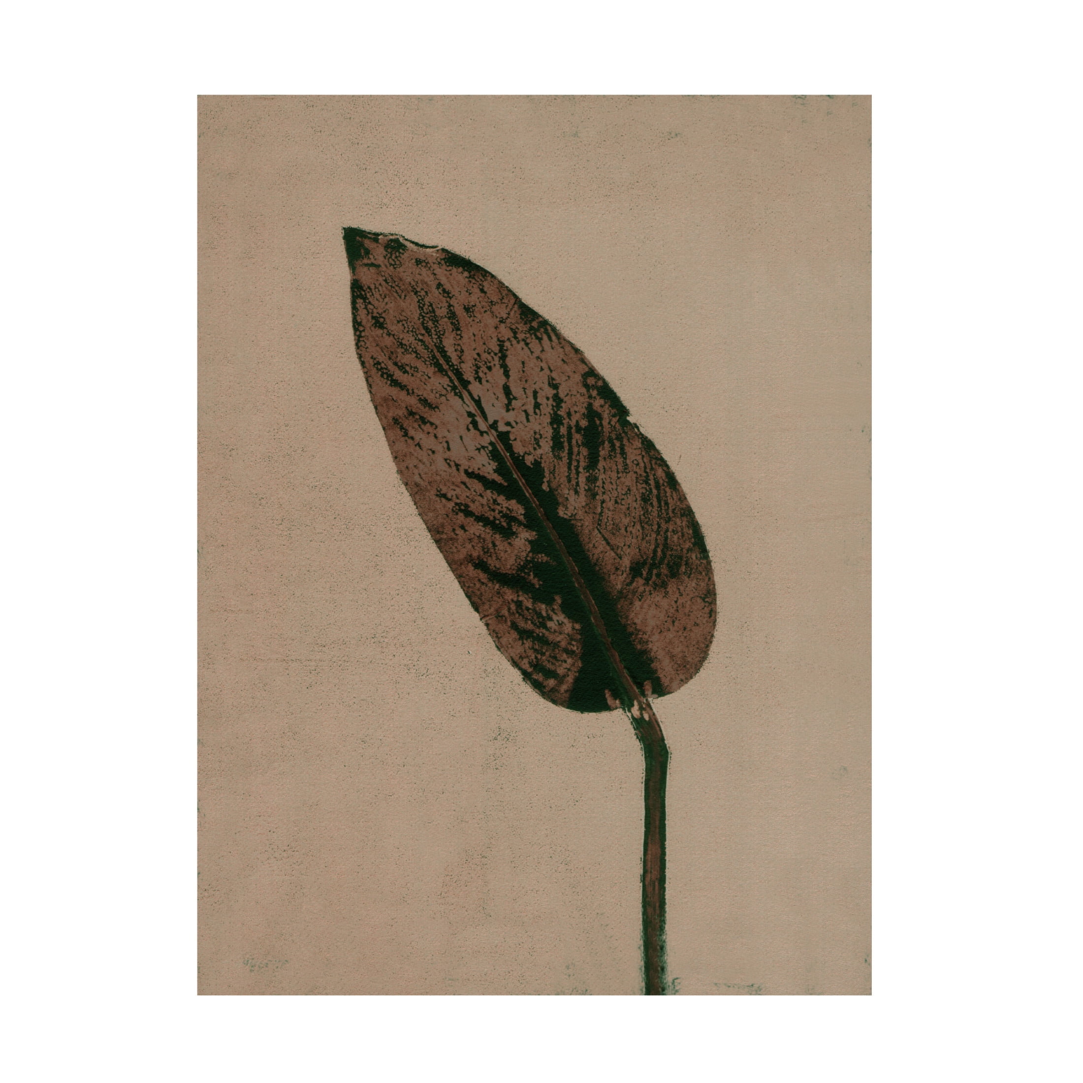 Canvas Wall Art - Pernille Folcarelli 'Calathea Brown' Wall Art for Living Room, Bedroom, or Office Décor by Trademark Fine Art - 18 x 24 Inches