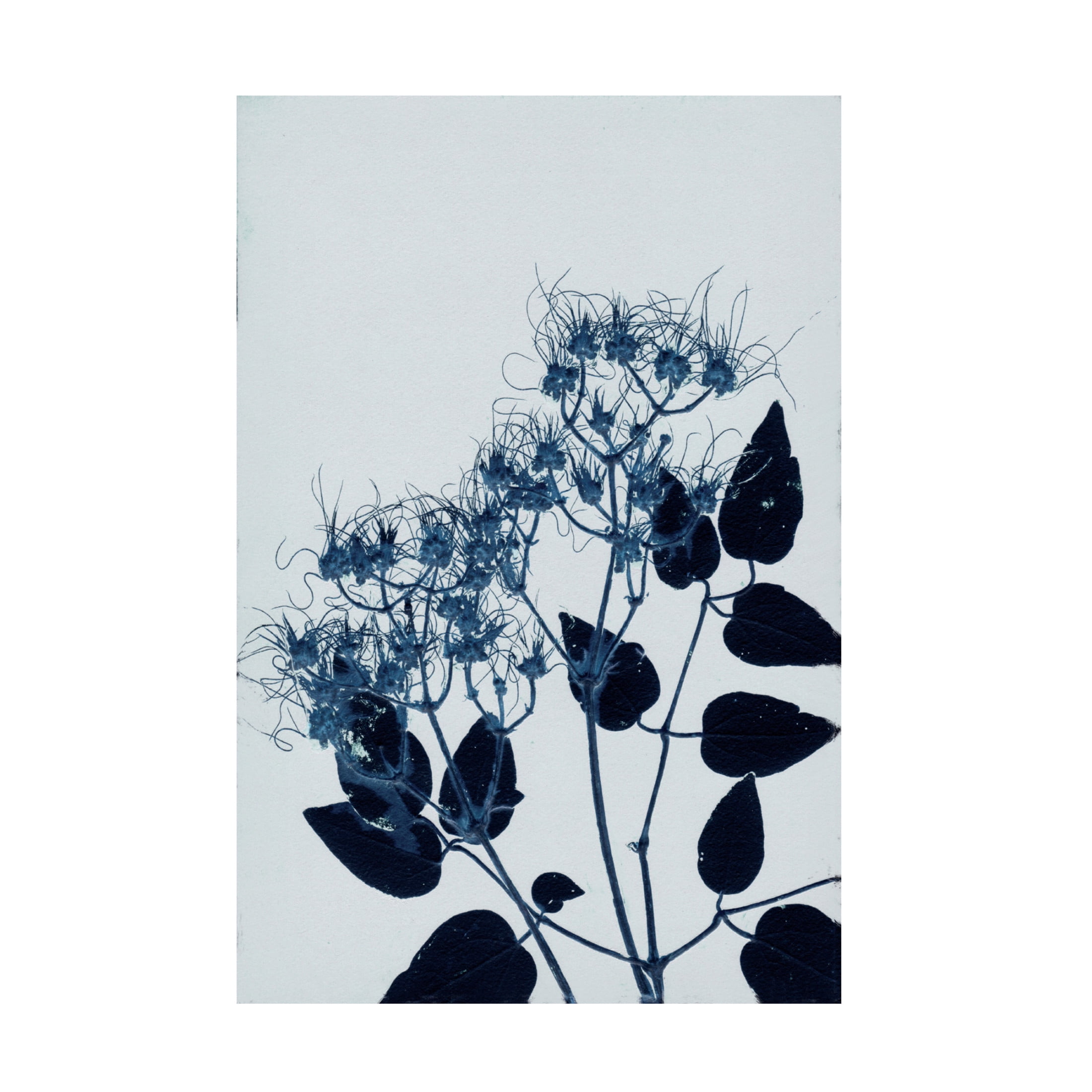 Canvas Wall Art - Pernille Folcarelli 'Clematis 1 Blue' Wall Art for Living Room, Bedroom, or Office Décor by Trademark Fine Art - 30 x 47 Inches