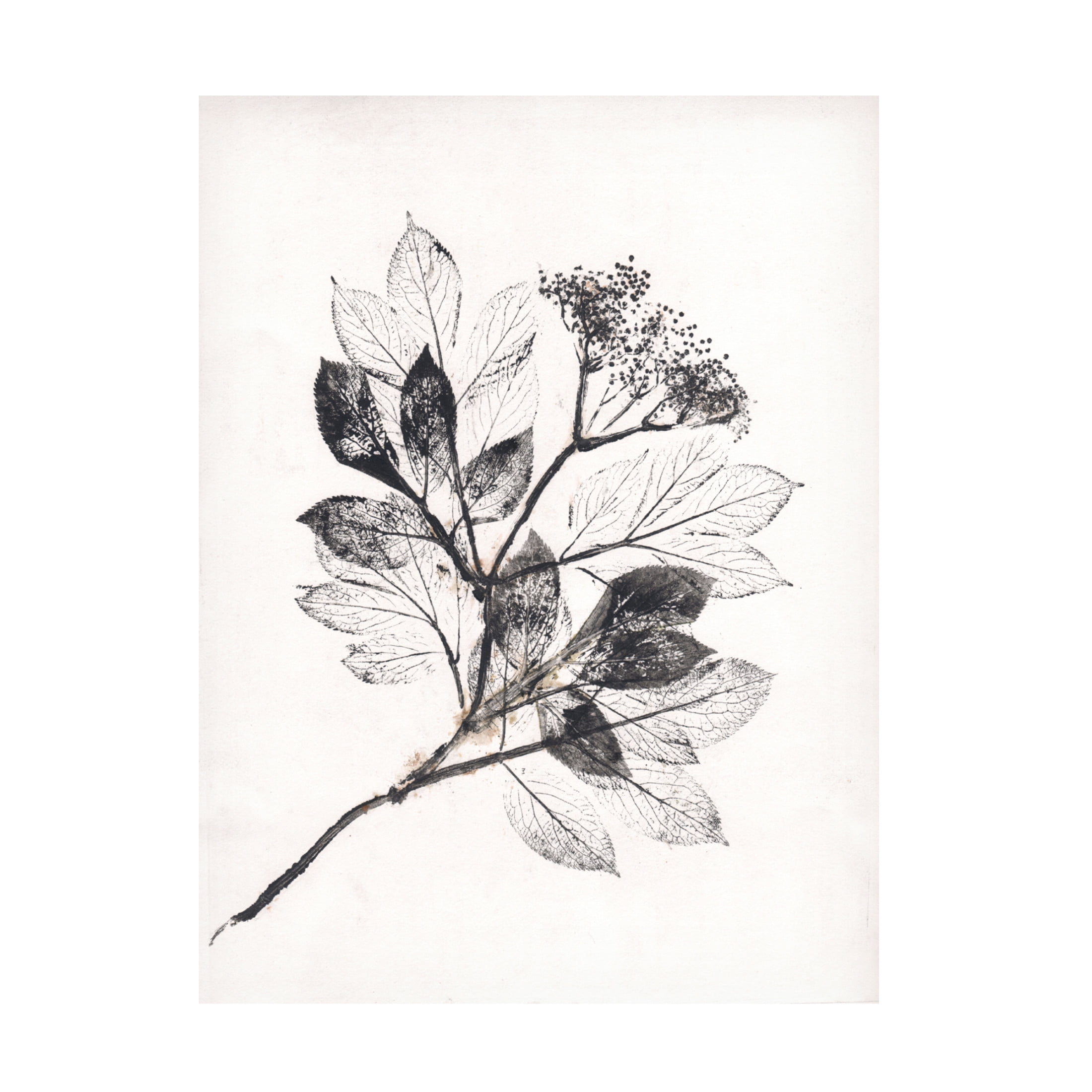Canvas Wall Art - Pernille Folcarelli 'Elder BW' Wall Art for Living Room, Bedroom, or Office Décor by Trademark Fine Art - 24 x 32 Inches