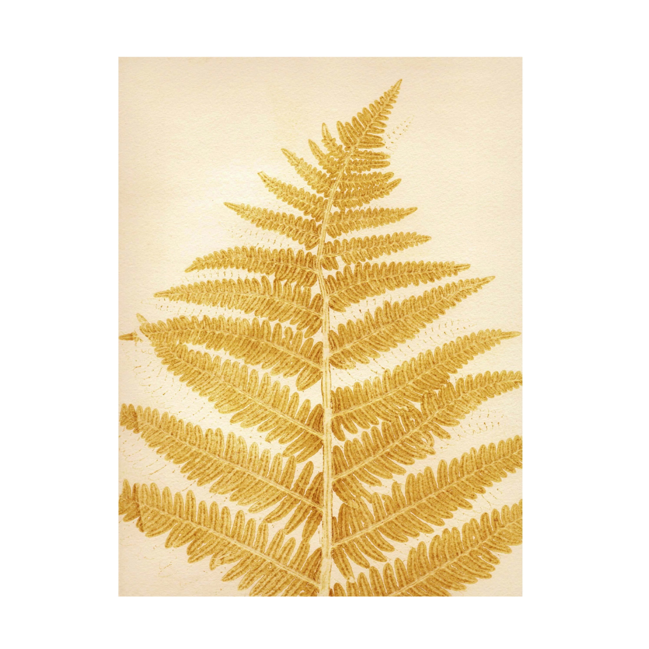 Canvas Wall Art - Pernille Folcarelli 'Fern Mustard' Wall Art for Living Room, Bedroom, or Office Décor by Trademark Fine Art - 14 x 19 Inches