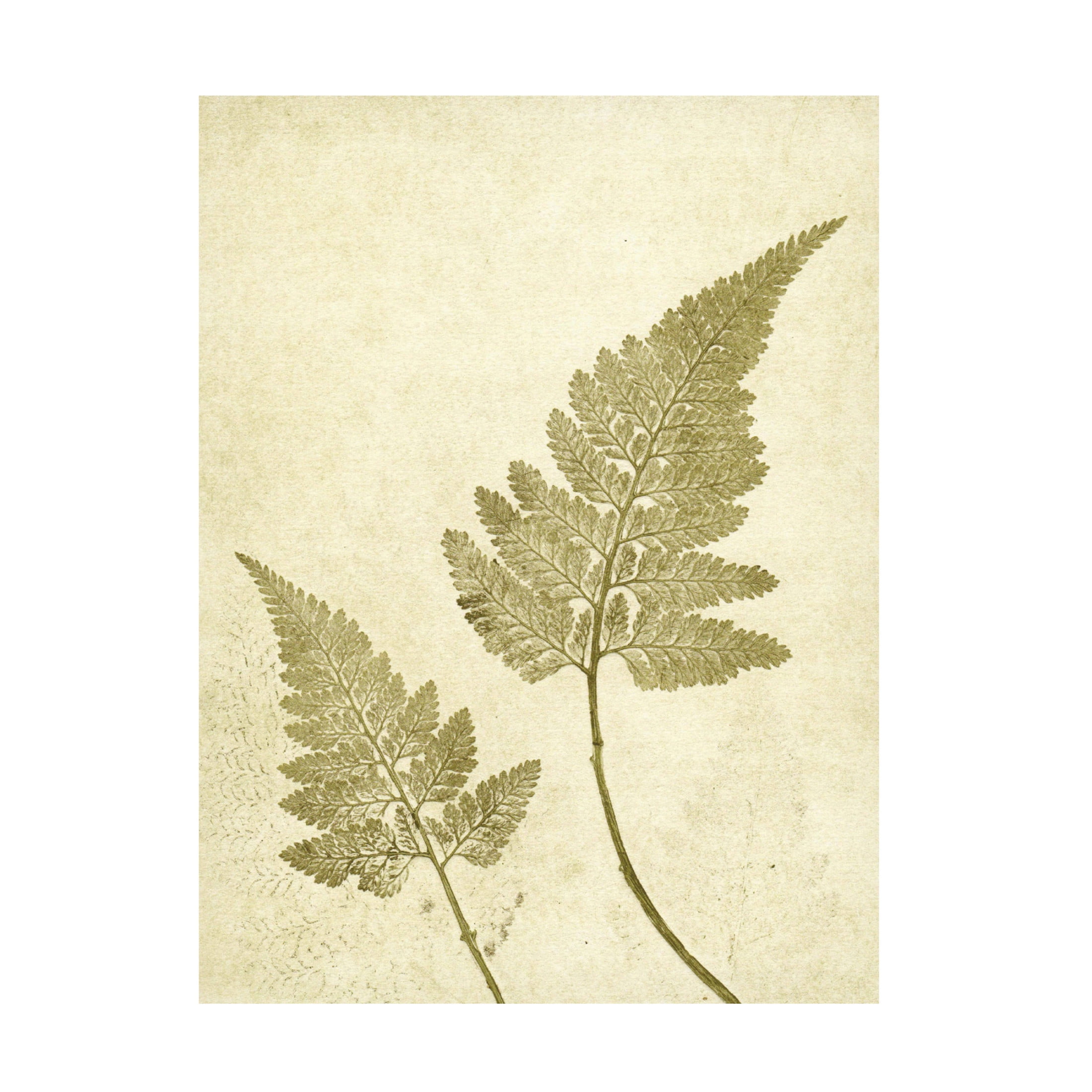 Canvas Wall Art - Pernille Folcarelli 'Fern Olive' Wall Art for Living Room, Bedroom, or Office Décor by Trademark Fine Art - 14 x 19 Inches