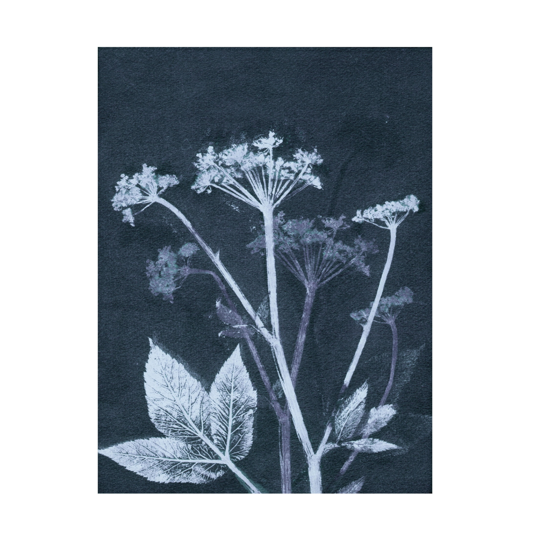Canvas Wall Art - Pernille Folcarelli 'Ground Elder' Wall Art for Living Room, Bedroom, or Office Décor by Trademark Fine Art - 35 x 47 Inches