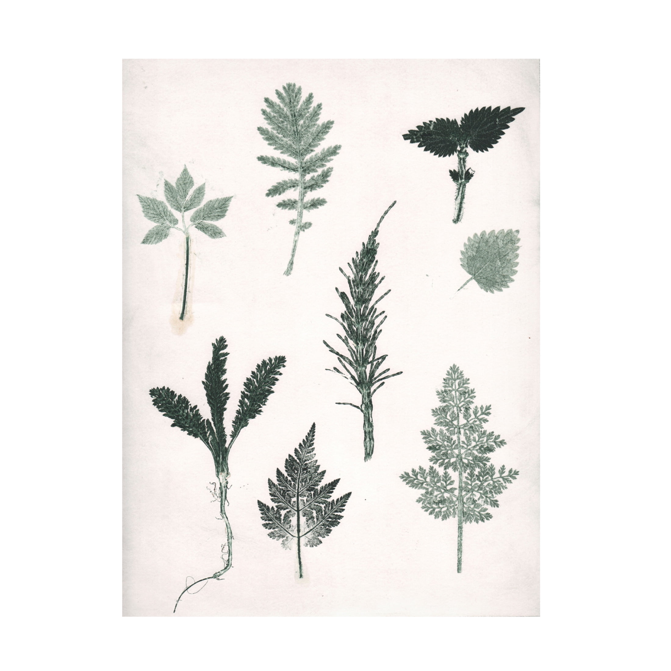 Canvas Wall Art - Pernille Folcarelli 'Herbs Wild Green' Wall Art for Living Room, Bedroom, or Office Décor by Trademark Fine Art - 24 x 32 Inches