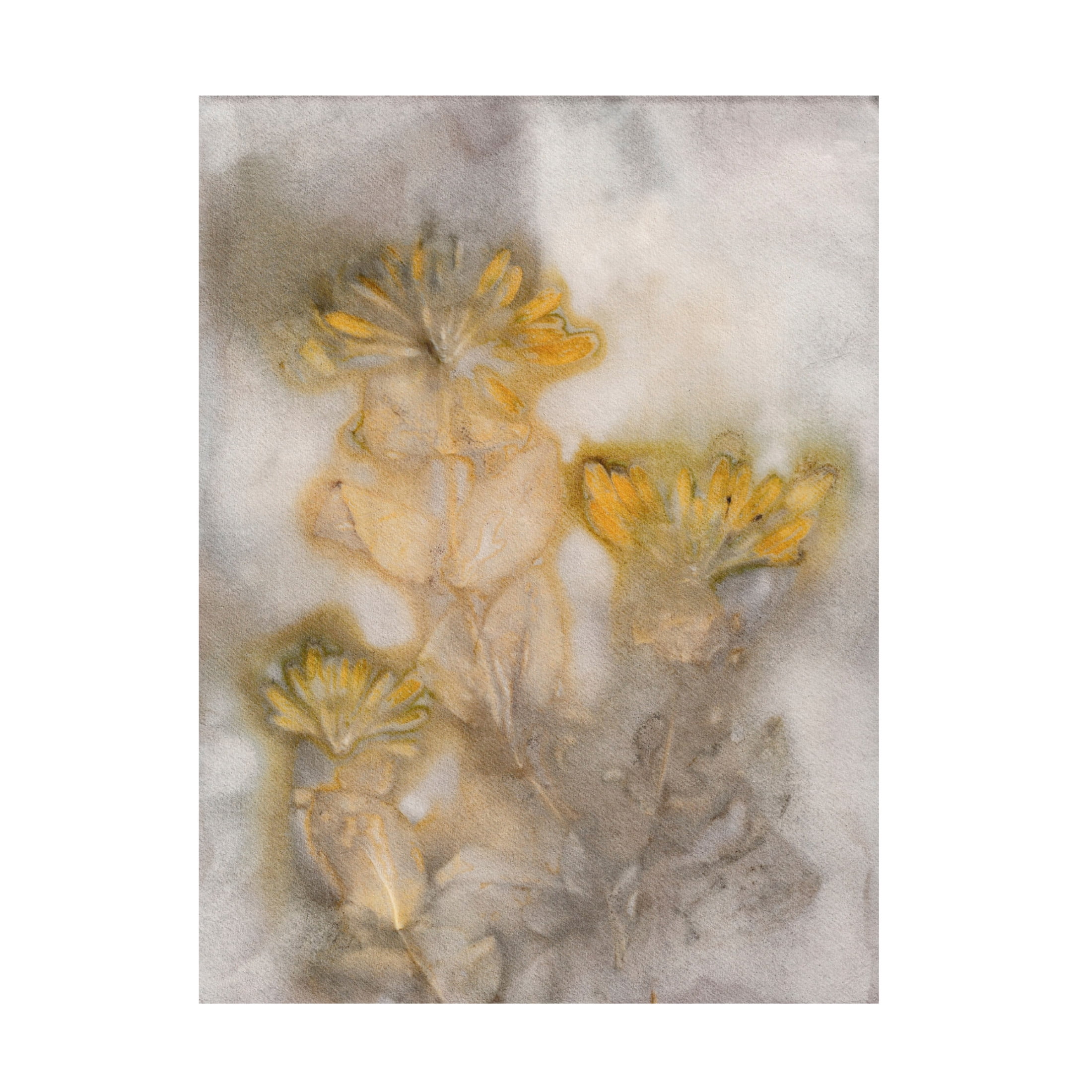 Canvas Wall Art - Pernille Folcarelli 'Honeysuckle Saffron' Wall Art for Living Room, Bedroom, or Office Décor by Trademark Fine Art - 35 x 47 Inches