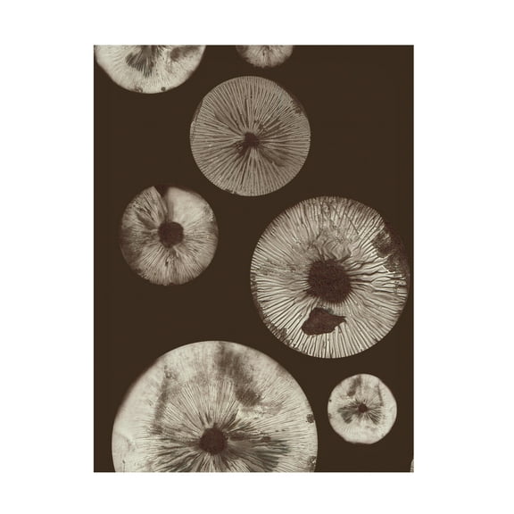 Canvas Wall Art - Pernille Folcarelli 'Mushroom 5 Dark Brown' Wall Art for Living Room, Bedroom, or Office Décor by Trademark Fine Art - 14 x 19 Inches
