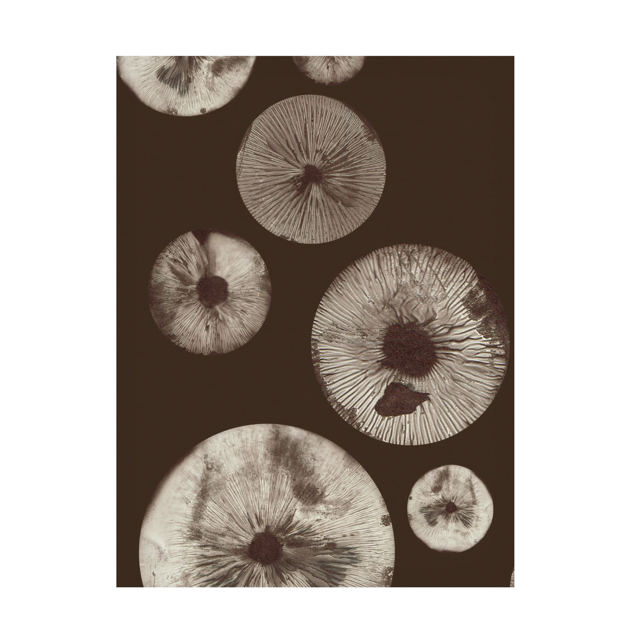 Canvas Wall Art - Pernille Folcarelli 'Mushroom 5 Dark Brown' Wall Art for Living Room, Bedroom, or Office Décor by Trademark Fine Art - 24 x 32 Inches