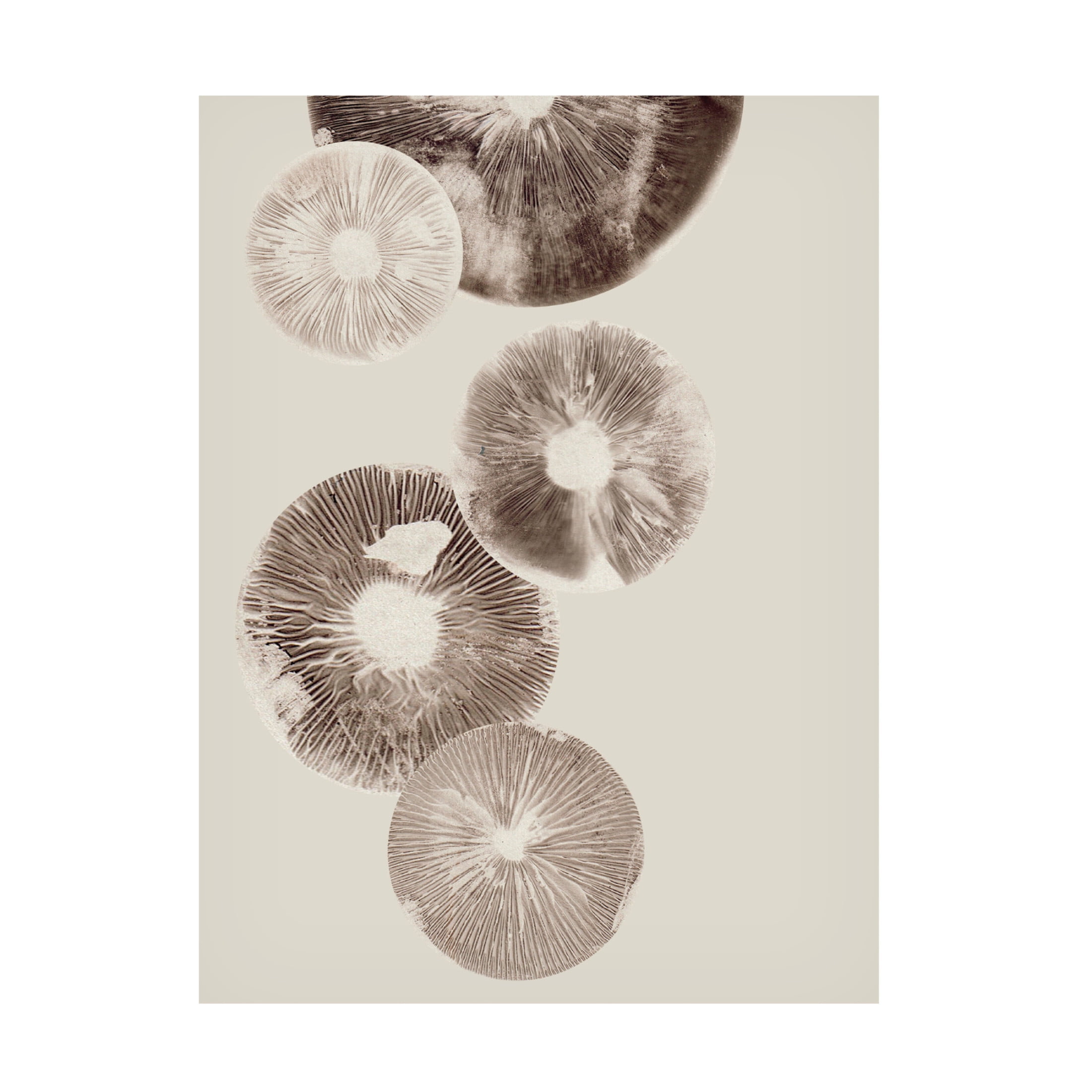 Canvas Wall Art - Pernille Folcarelli 'Mushroom 6 Light Brown' Wall Art for Living Room, Bedroom, or Office Décor by Trademark Fine Art - 18 x 24 Inches