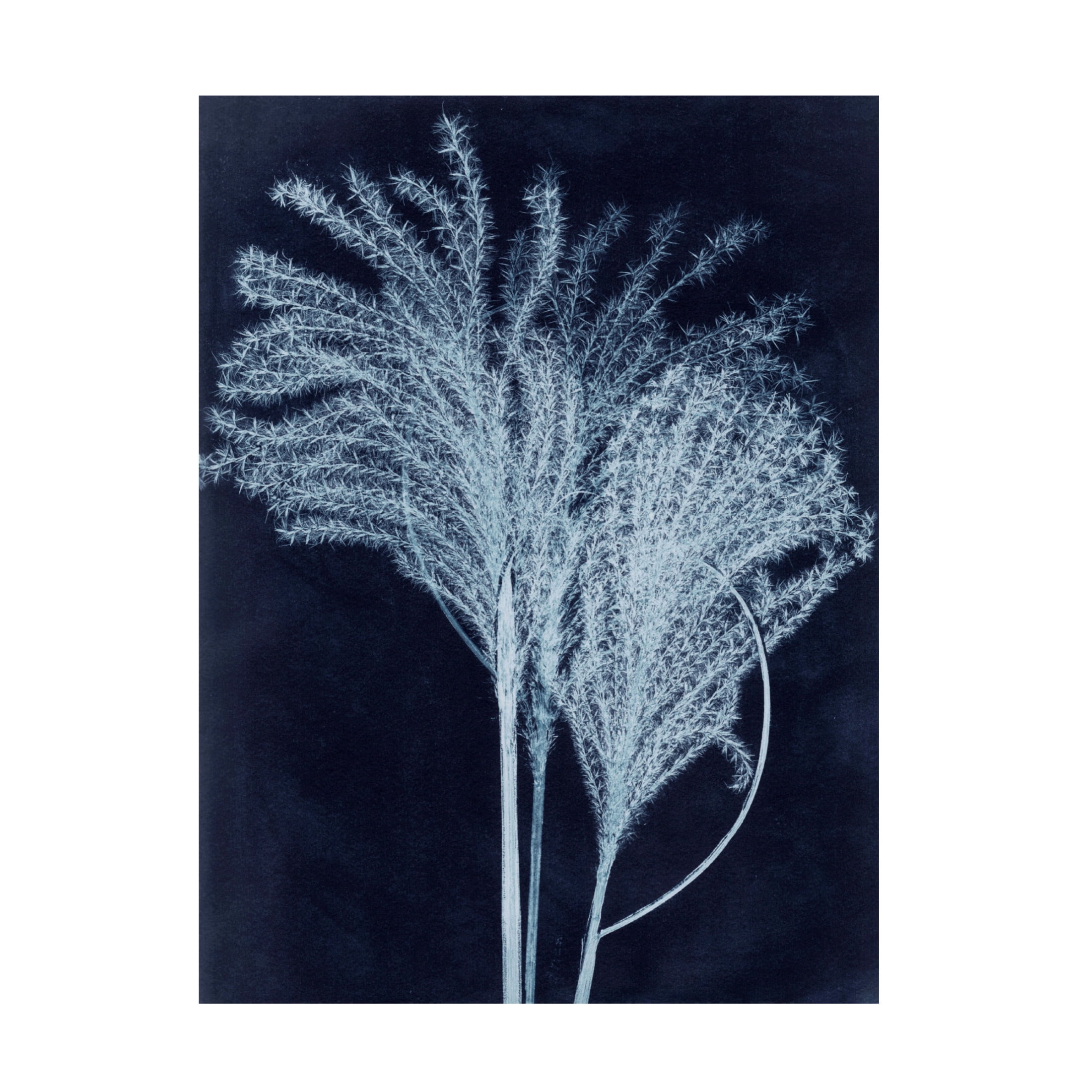 Canvas Wall Art - Pernille Folcarelli 'Silvergrass Midnight Blue' Wall Art for Living Room, Bedroom, or Office Décor by Trademark Fine Art - 24 x 32 Inches