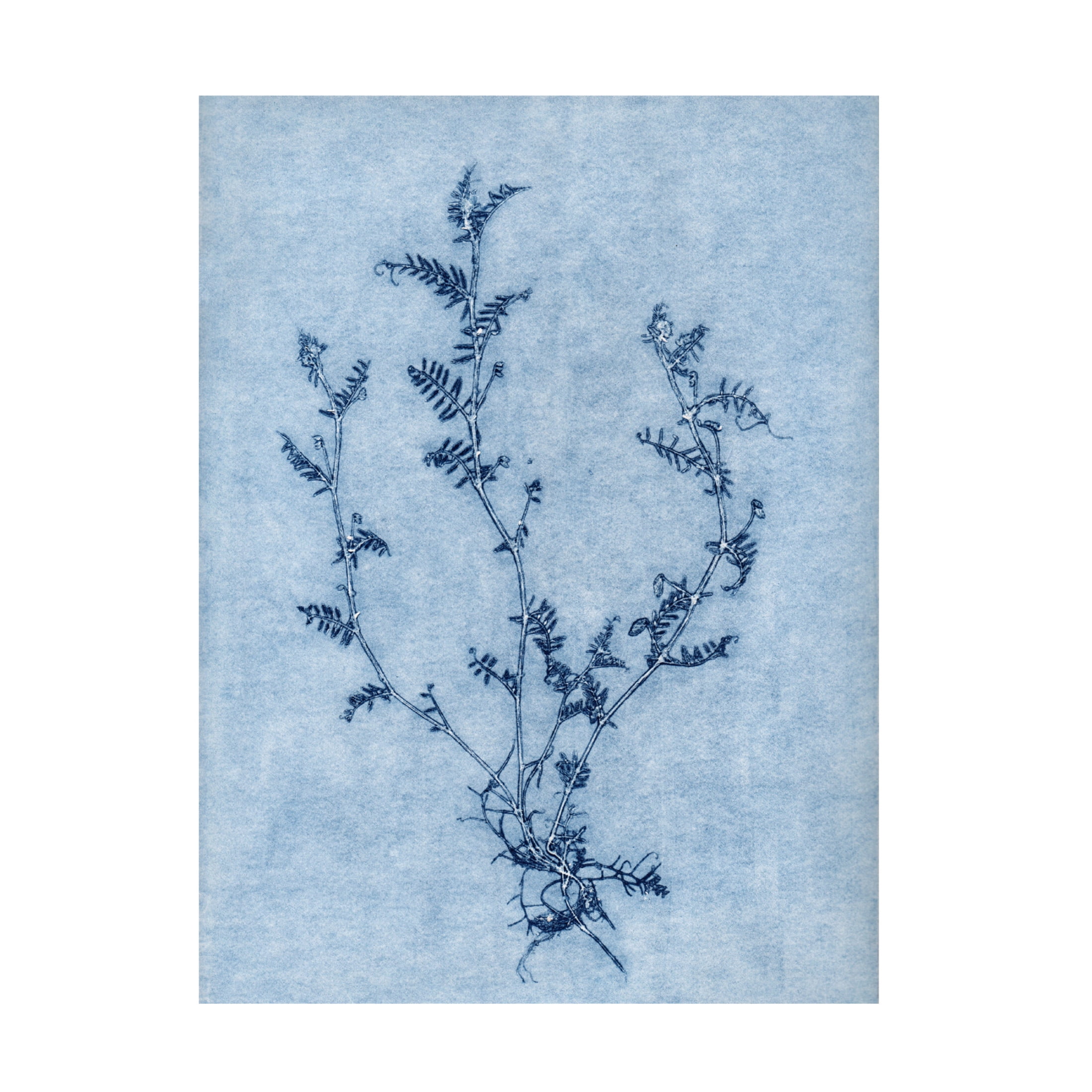 Canvas Wall Art - Pernille Folcarelli 'Vicia Sky Blue' Wall Art for Living Room, Bedroom, or Office Décor by Trademark Fine Art - 24 x 32 Inches