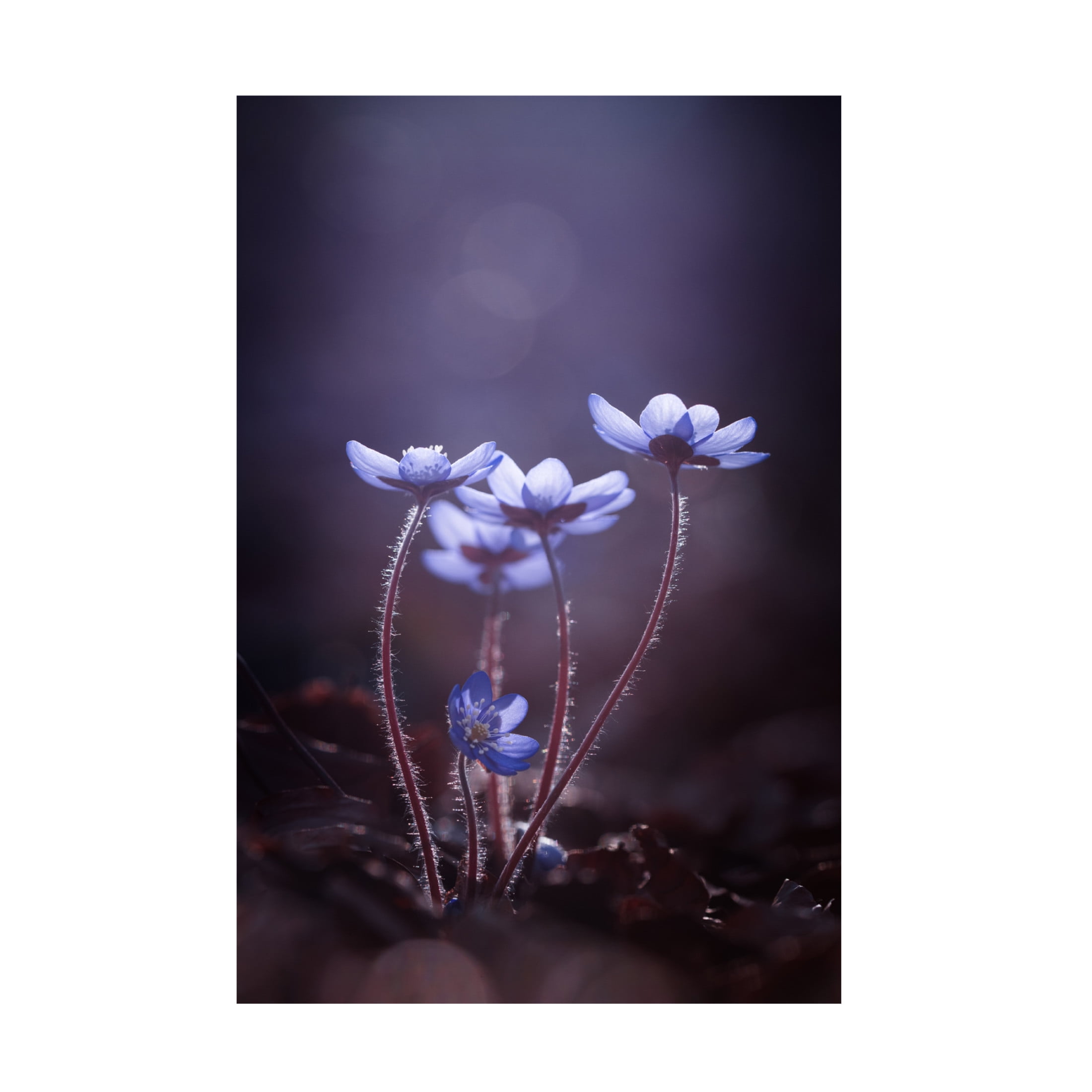 Canvas Wall Art - Petra Dvorak 'Some Light For Dark Days' Wall Art for Living Room, Bedroom, or Office Décor by Trademark Fine Art - 16 x 24 Inches