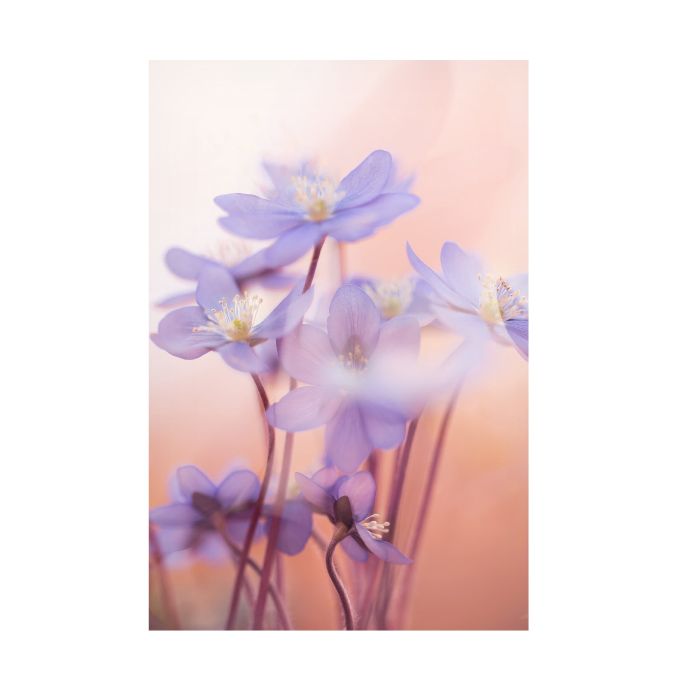 Canvas Wall Art - Petra Dvorak 'Spring Symphony' Wall Art for Living Room, Bedroom, or Office Décor by Trademark Fine Art - 30 x 47 Inches