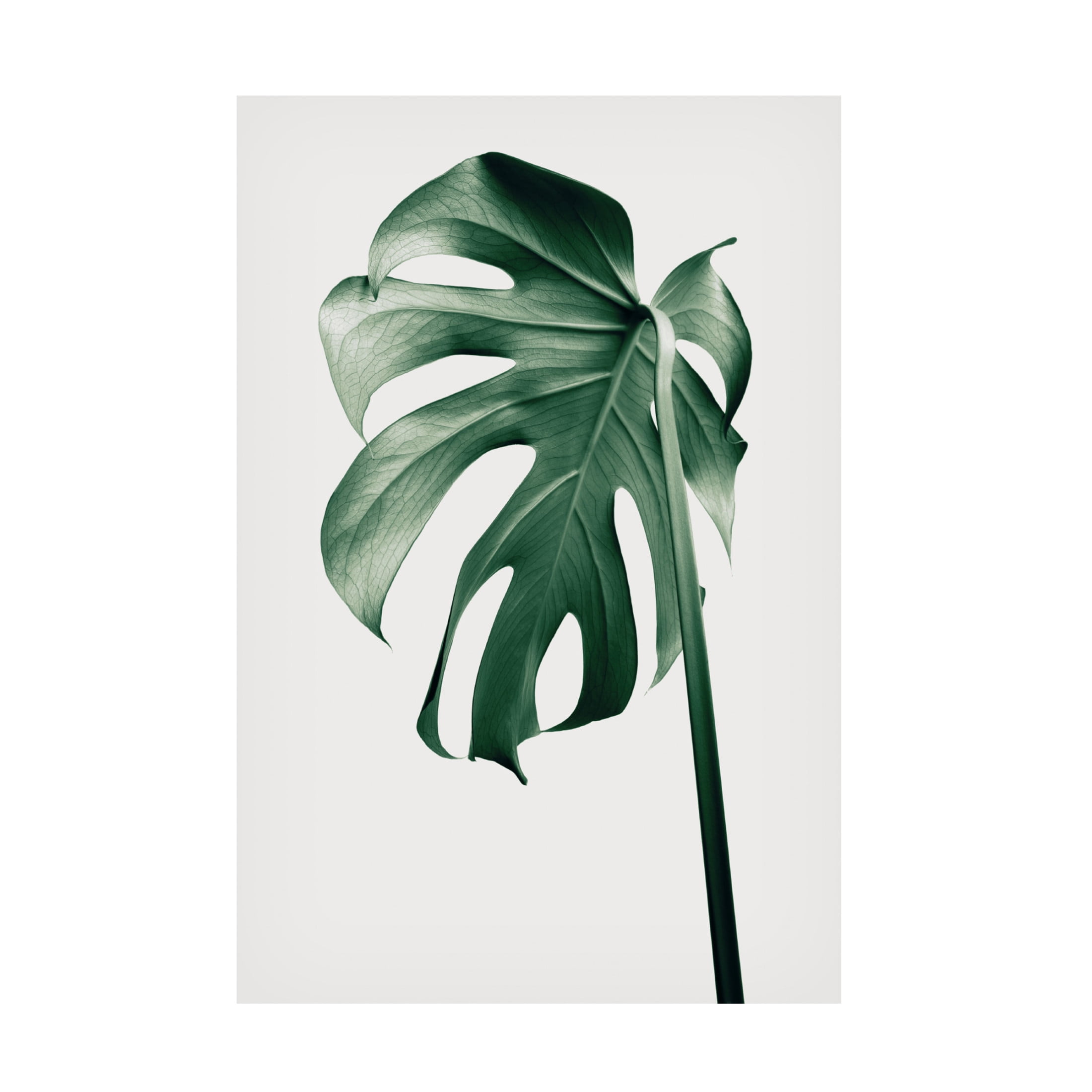 Canvas Wall Art - Pictufy Studio III 'Monstera Natural 44' Wall Art for Living Room, Bedroom, or Office Décor by Trademark Fine Art - 16 x 24 Inches