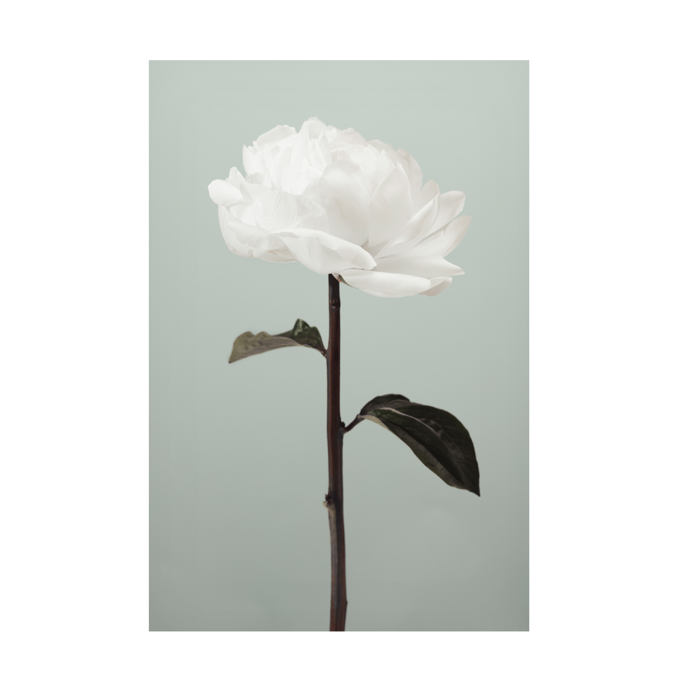 Canvas Wall Art - Pictufy Studio III 'Peony 16' Wall Art for Living Room, Bedroom, or Office DÃ©cor by Trademark Fine Art - 30 x 47 Inches
