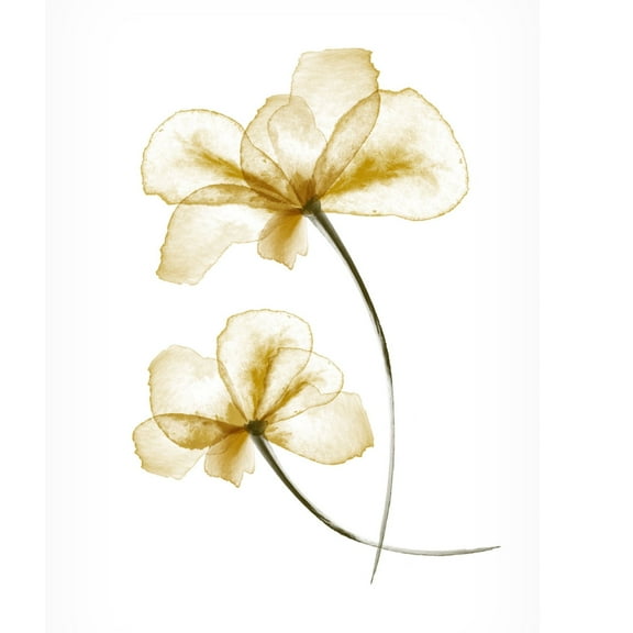 Canvas Wall Art - Pictufy Studio Ii 'Pressed Flowers' Wall Art for Living Room, Bedroom, or Office Décor by Trademark Fine Art - 12 x 19 Inches