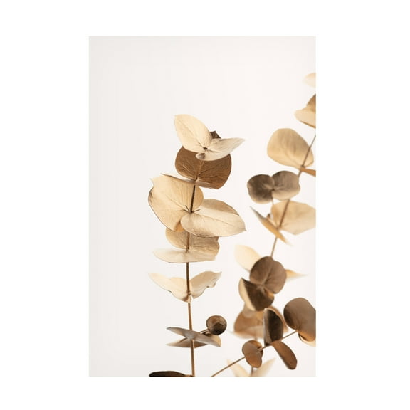 Canvas Wall Art - Pictufy Studio Iii 'Eucalyptus Gold No 01' Wall Art for Living Room, Bedroom, or Office D?cor by Trademark Fine Art - 16 x 24 Inches