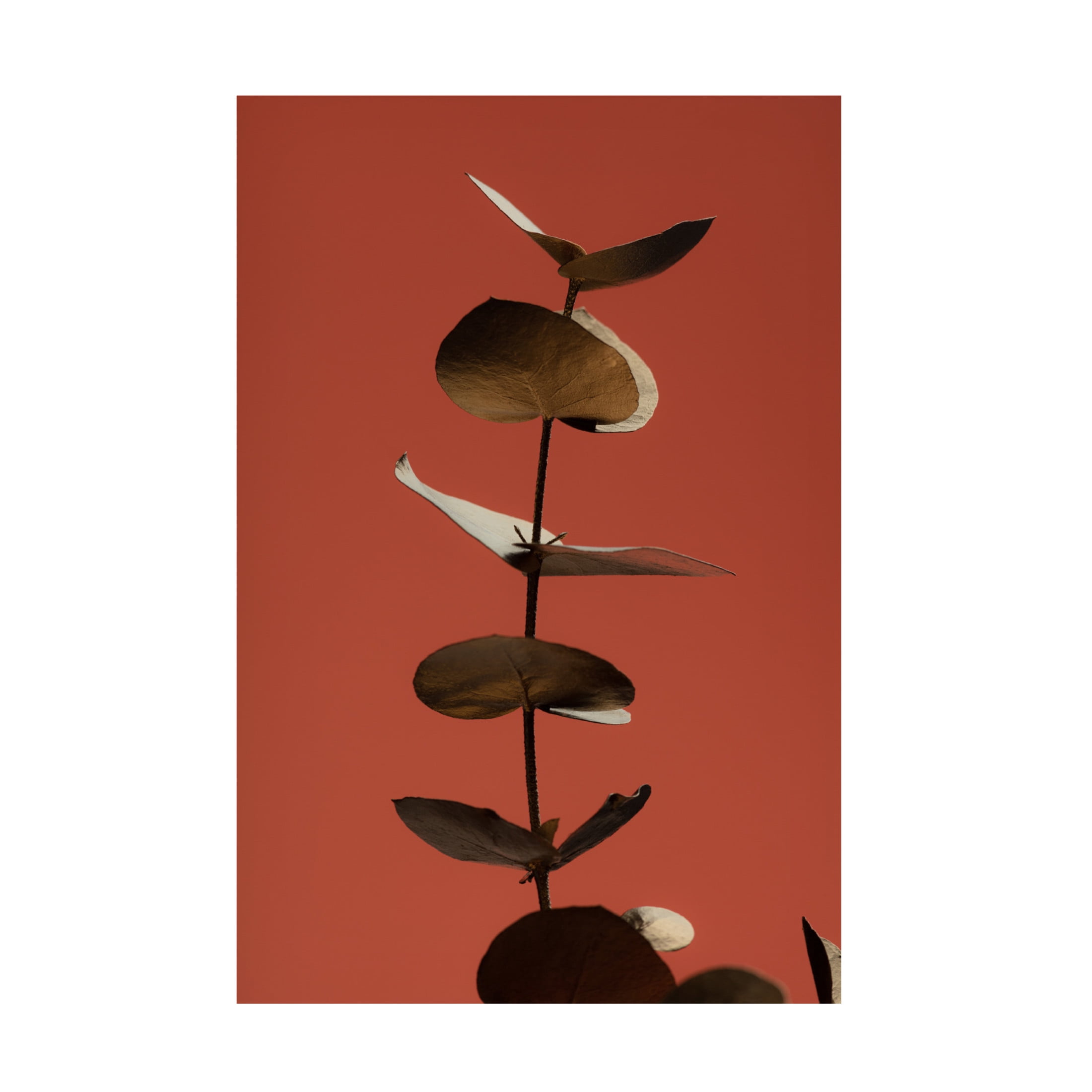 Canvas Wall Art - Pictufy Studio Iii 'Eucalyptus Gold Rust 04' Wall Art for Living Room, Bedroom, or Office D?cor by Trademark Fine Art - 30 x 47 Inches