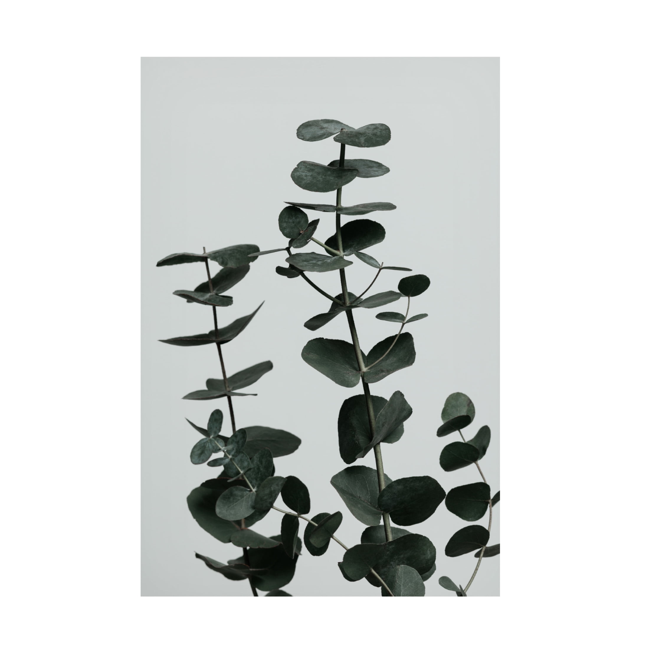 Canvas Wall Art - Pictufy Studio Iii 'Eucalyptus Natural 11' Wall Art for Living Room, Bedroom, or Office D?cor by Trademark Fine Art - 16 x 24 Inches