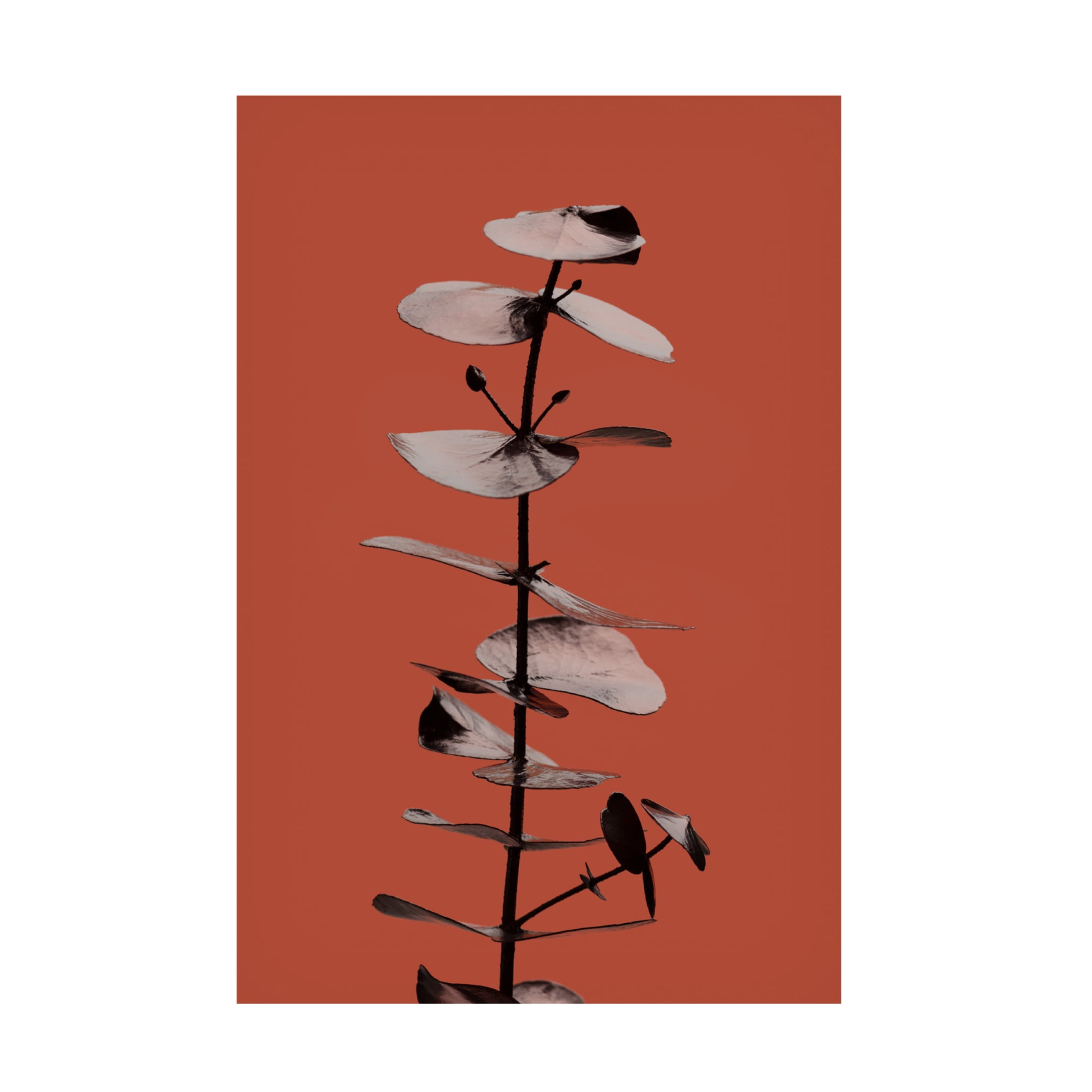 Canvas Wall Art - Pictufy Studio Iii 'Eucalyptus Rust 02' Wall Art for Living Room, Bedroom, or Office D?cor by Trademark Fine Art - 30 x 47 Inches