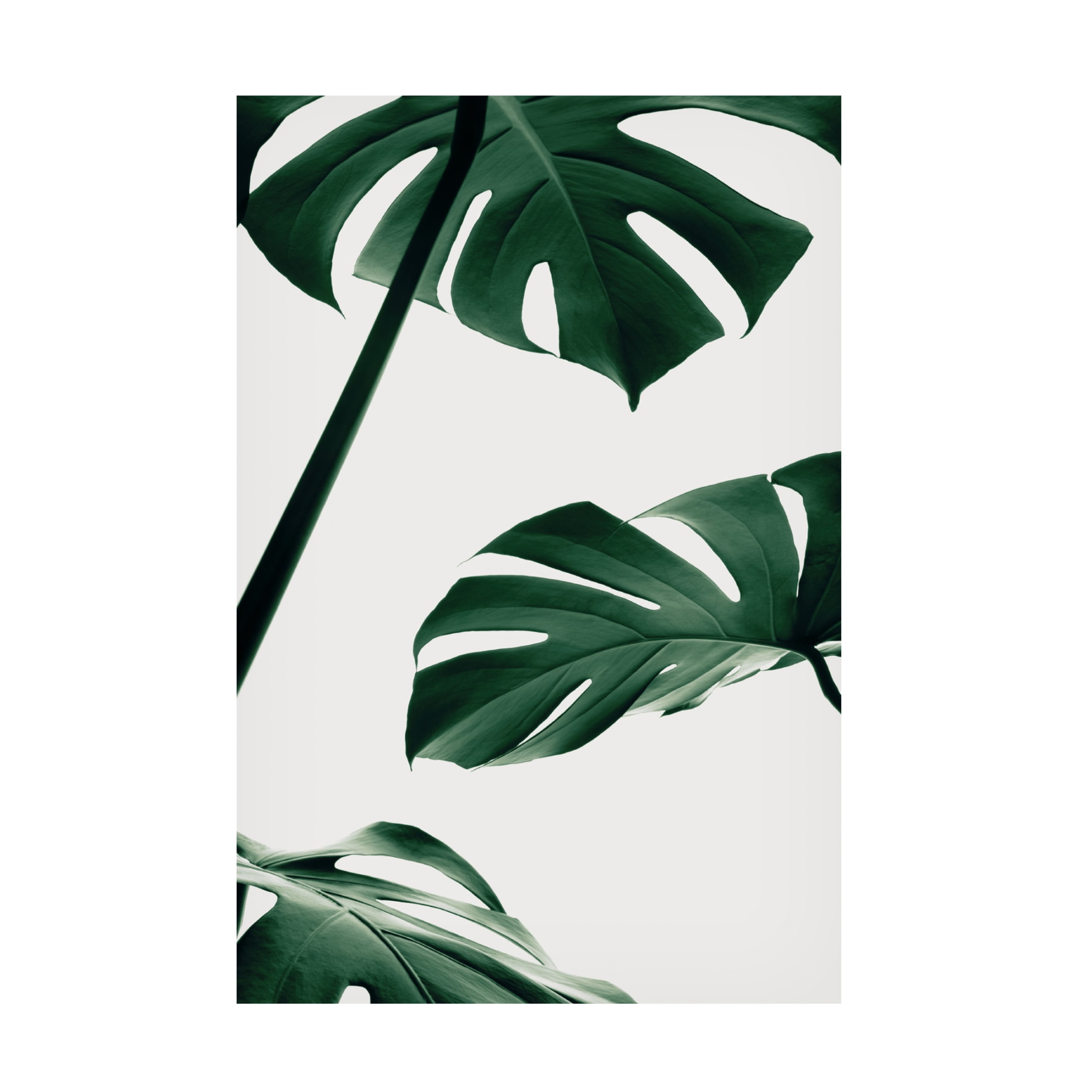 Canvas Wall Art - Pictufy Studio Iii 'Monstera Natural 13' Wall Art for Living Room, Bedroom, or Office D?cor by Trademark Fine Art - 22 x 32 Inches