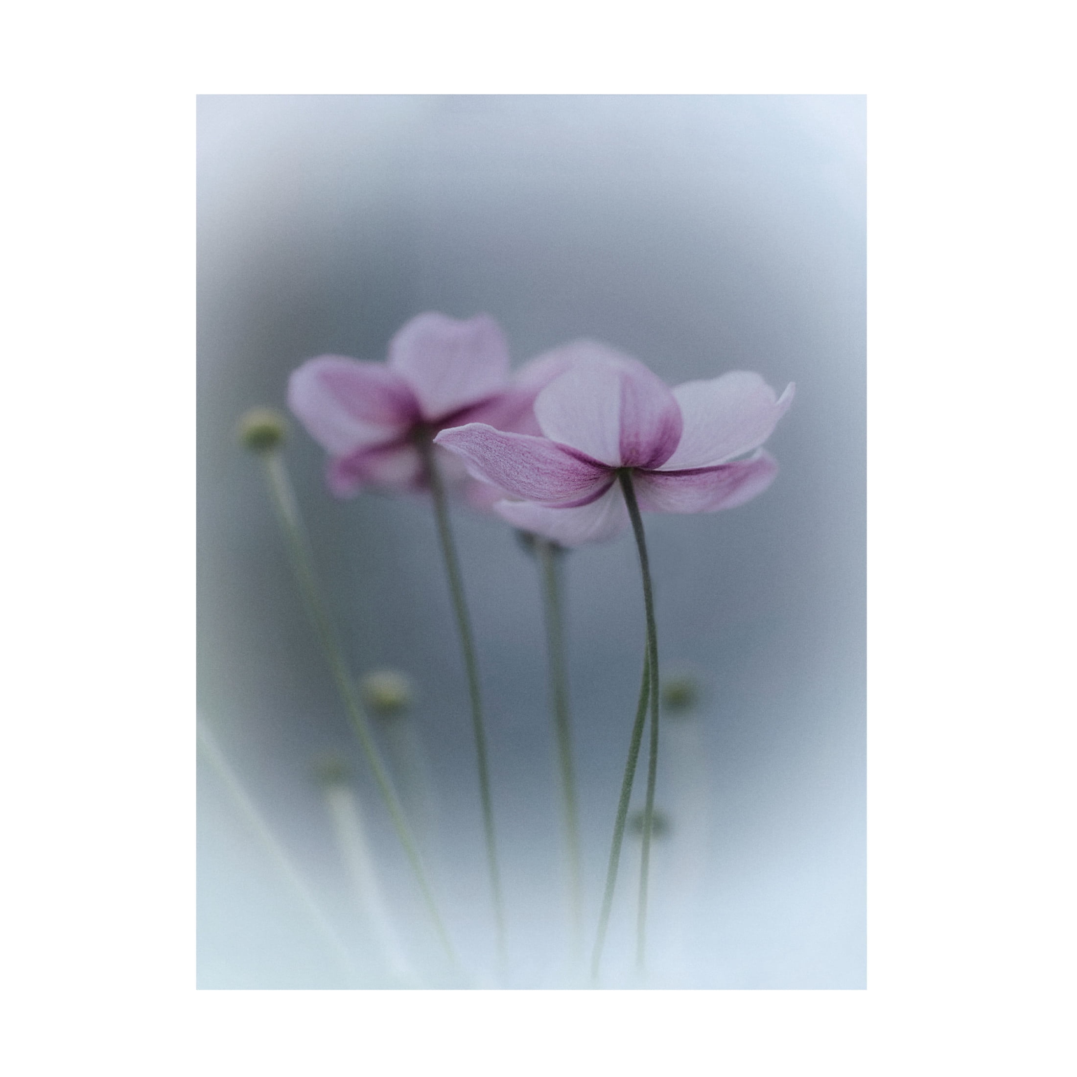 Canvas Wall Art - Purple Bamboo 'Purple Delight' Wall Art for Living Room, Bedroom, or Office D?cor by Trademark Fine Art - 14 x 19 Inches