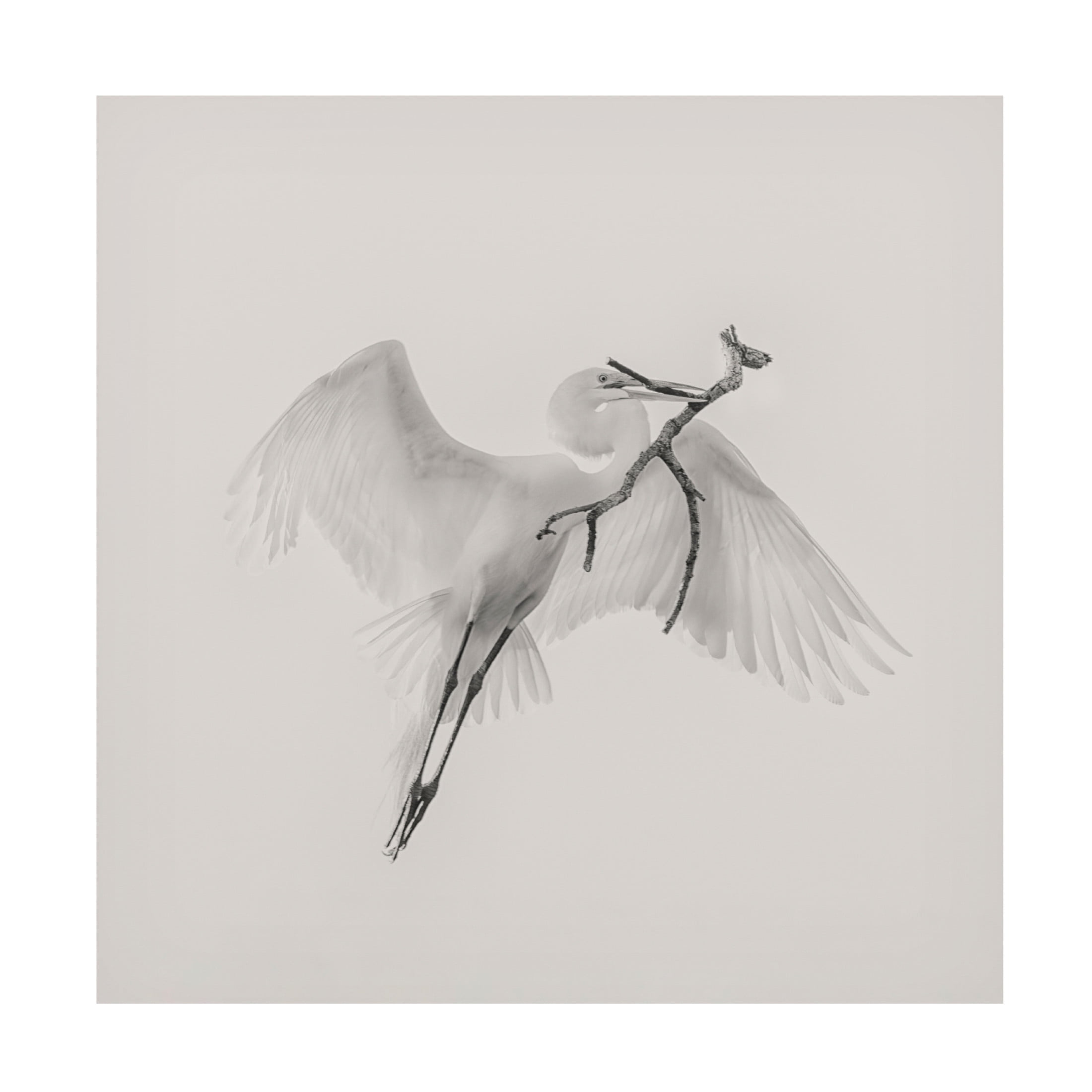 Canvas Wall Art - Qing Zhao 'A Good One' Wall Art for Living Room, Bedroom, or Office Décor by Trademark Fine Art - 14 x 14 Inches
