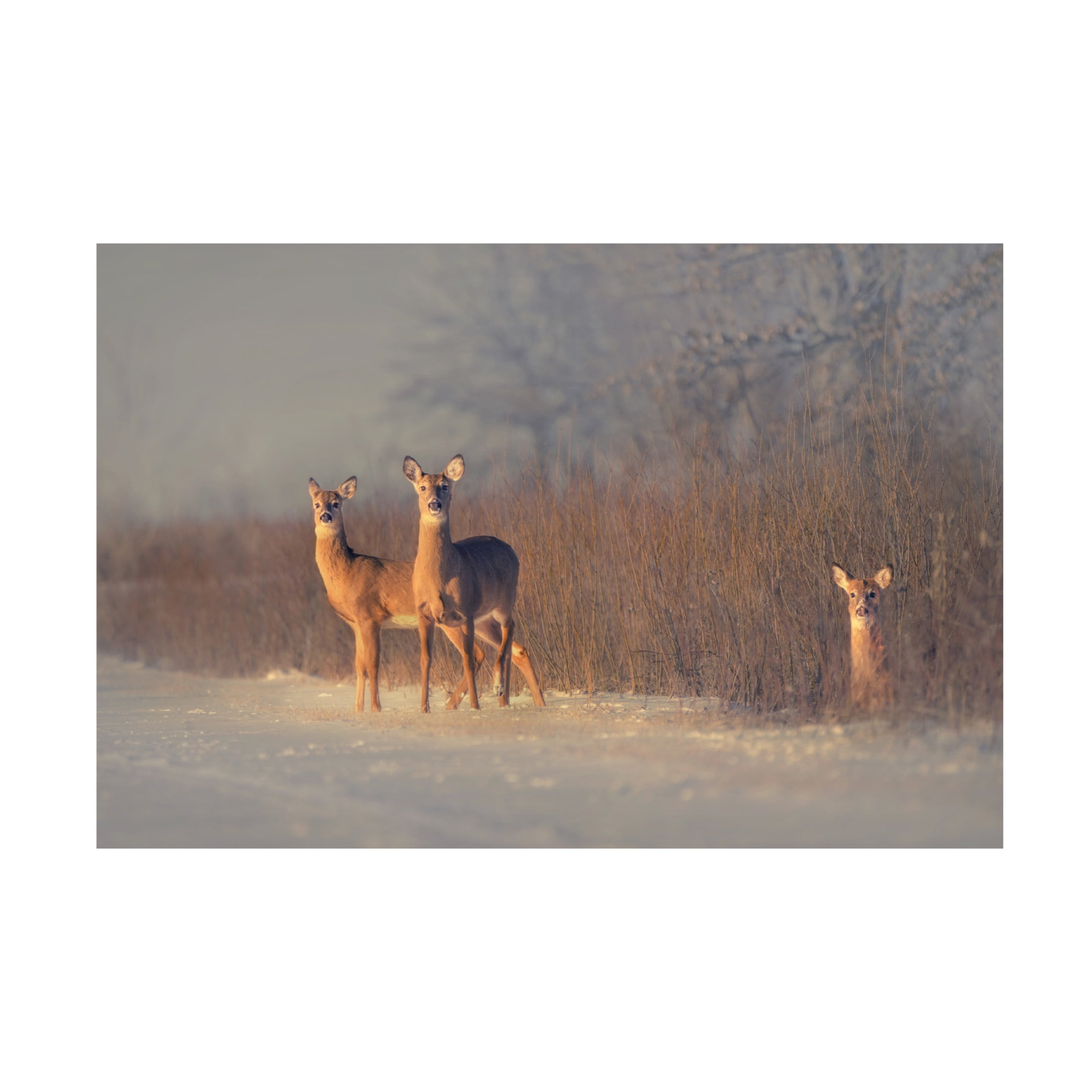Canvas Wall Art - Qing Zhao 'Three Deer' Wall Art for Living Room, Bedroom, or Office Décor by Trademark Fine Art - 47 x 30 Inches