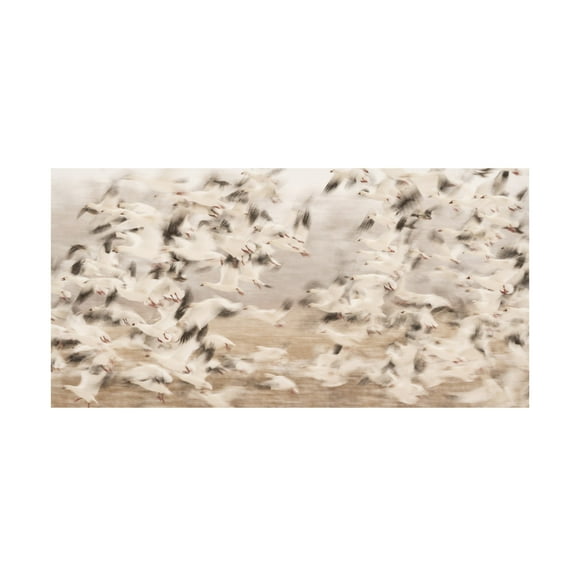 Canvas Wall Art - Qingsong Wang 'Flock Exposure' Wall Art for Living Room, Bedroom, or Office D?cor by Trademark Fine Art - 47 x 24 Inches