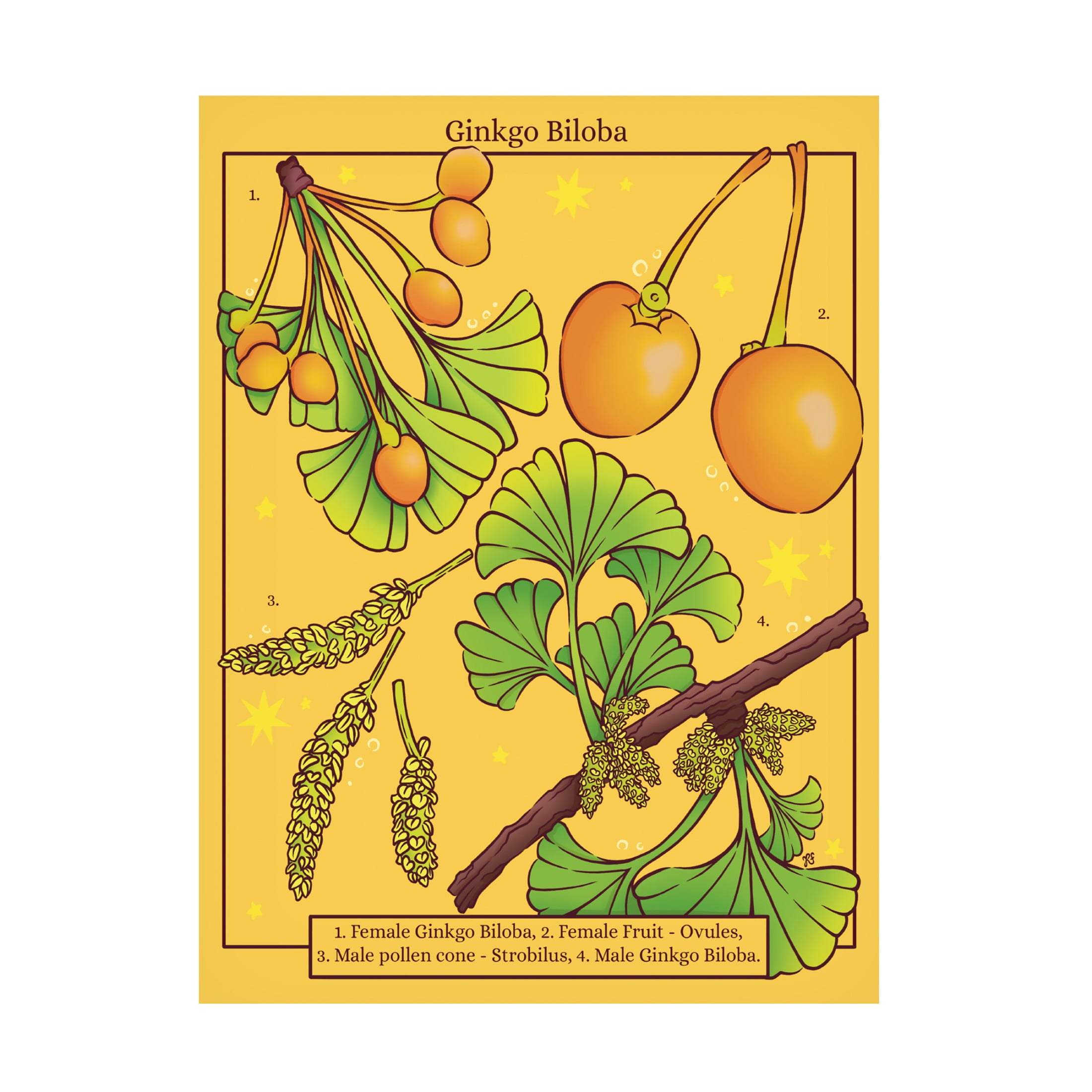 Canvas Wall Art - Rachel Feirman 'Ginkgo Biloba' Wall Art for Living Room, Bedroom, or Office Décor by Trademark Fine Art - 24 x 32 Inches