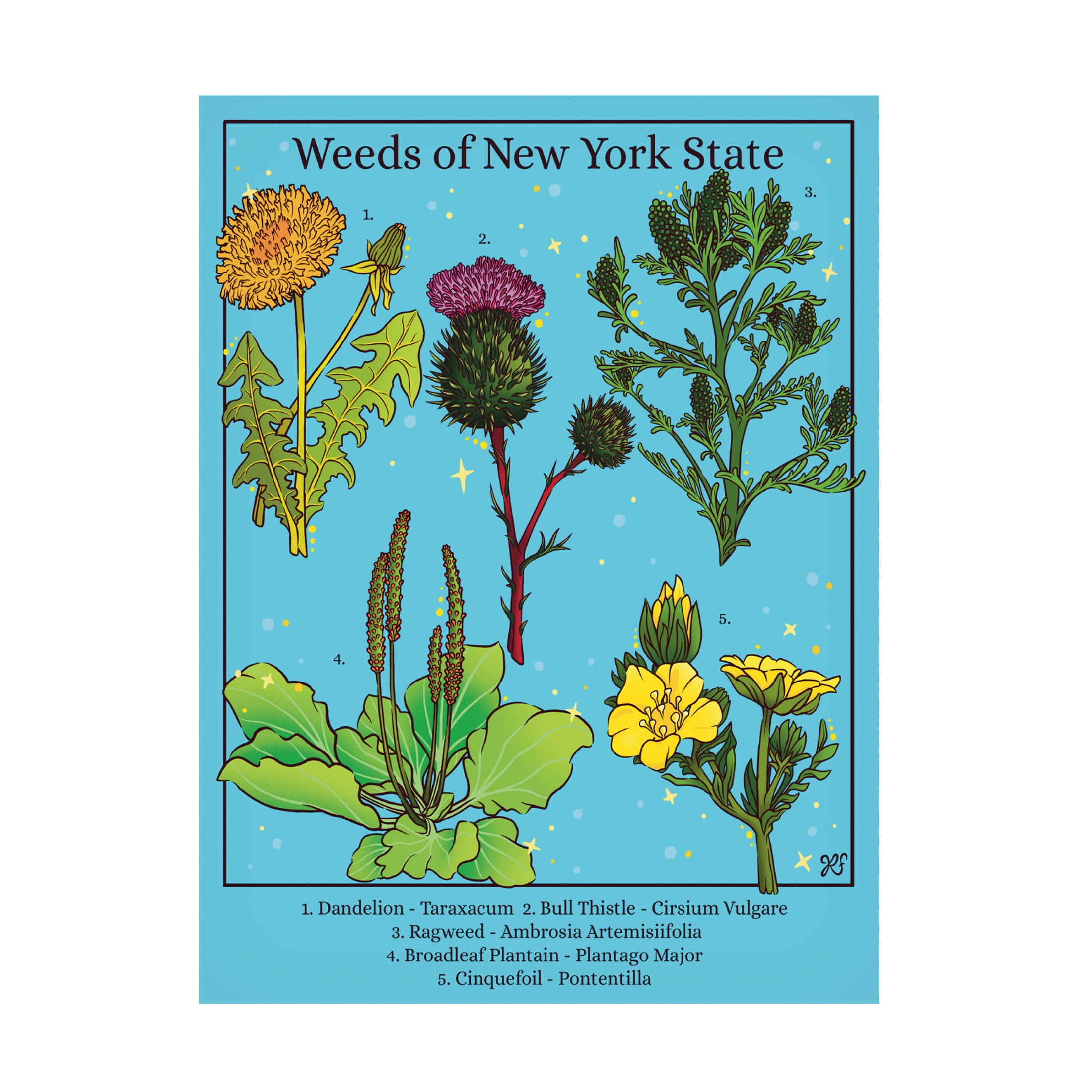 Canvas Wall Art - Rachel Feirman 'Weeds of New York State' Wall Art for Living Room, Bedroom, or Office Décor by Trademark Fine Art - 14 x 19 Inches