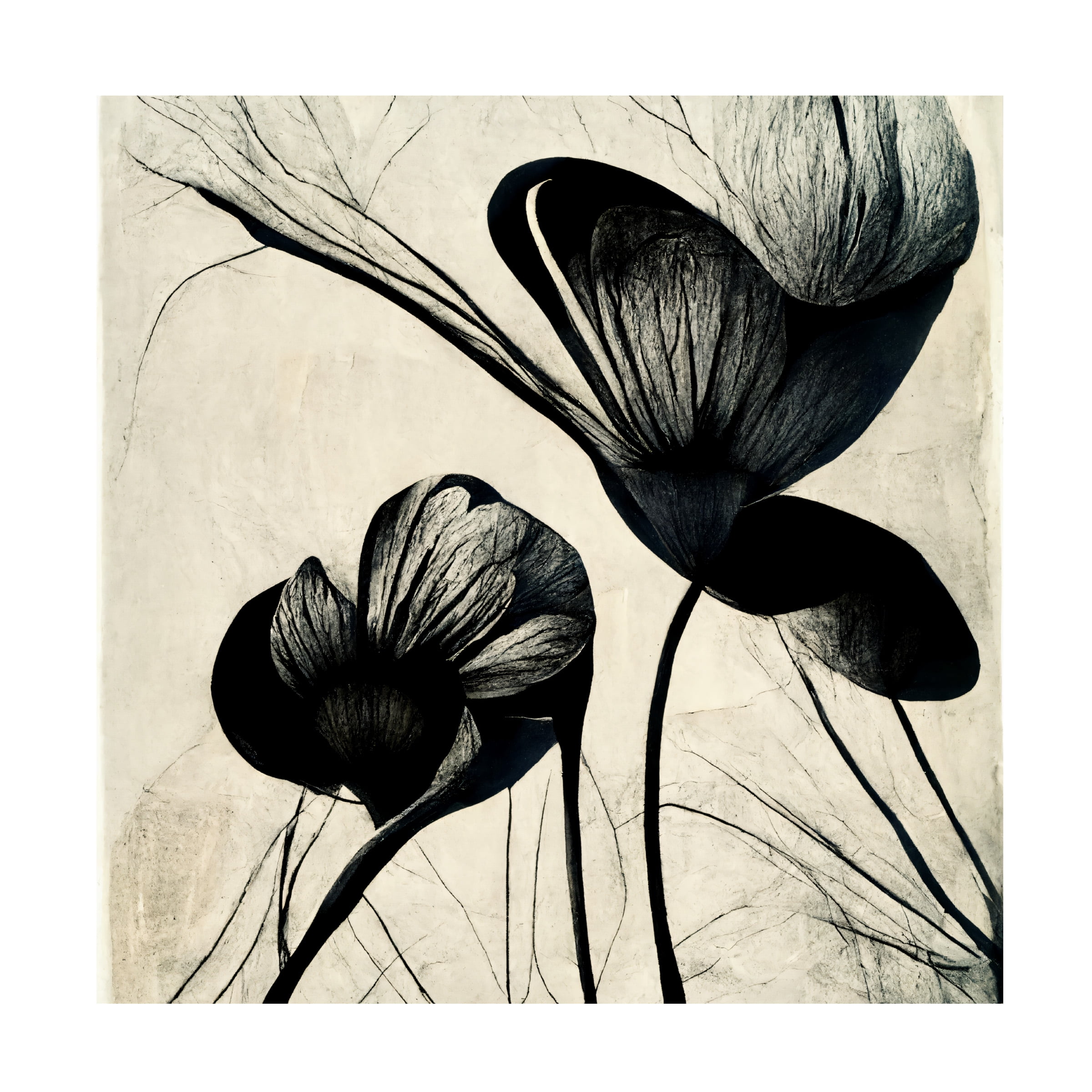 Canvas Wall Art - Ray Heere 'Flowers Black White 4' Wall Art for Living Room, Bedroom, or Office DÃ©cor by Trademark Fine Art - 35 x 35 Inches