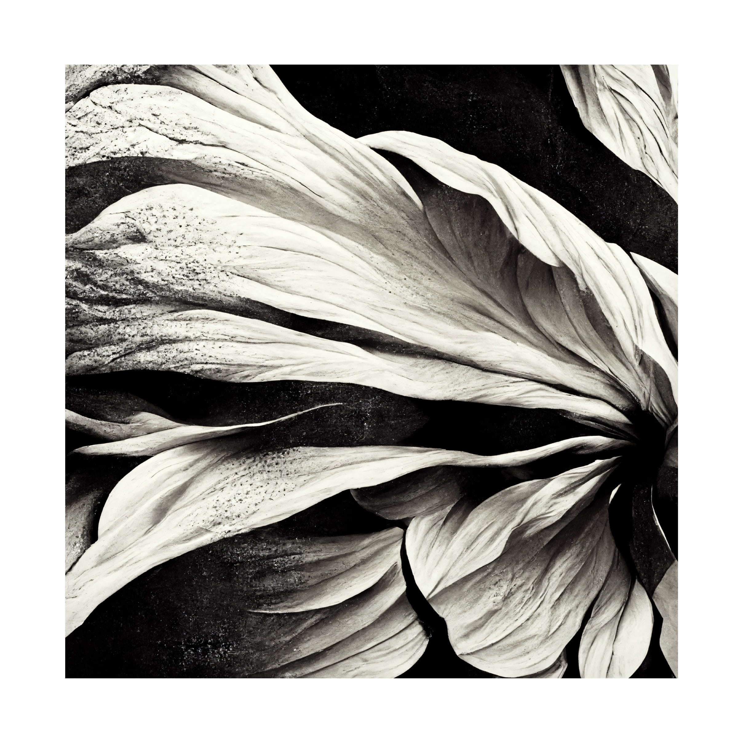 Canvas Wall Art - Ray Heere 'Flowers Black White 9' Wall Art for Living Room, Bedroom, or Office DÃ©cor by Trademark Fine Art - 24 x 24 Inches