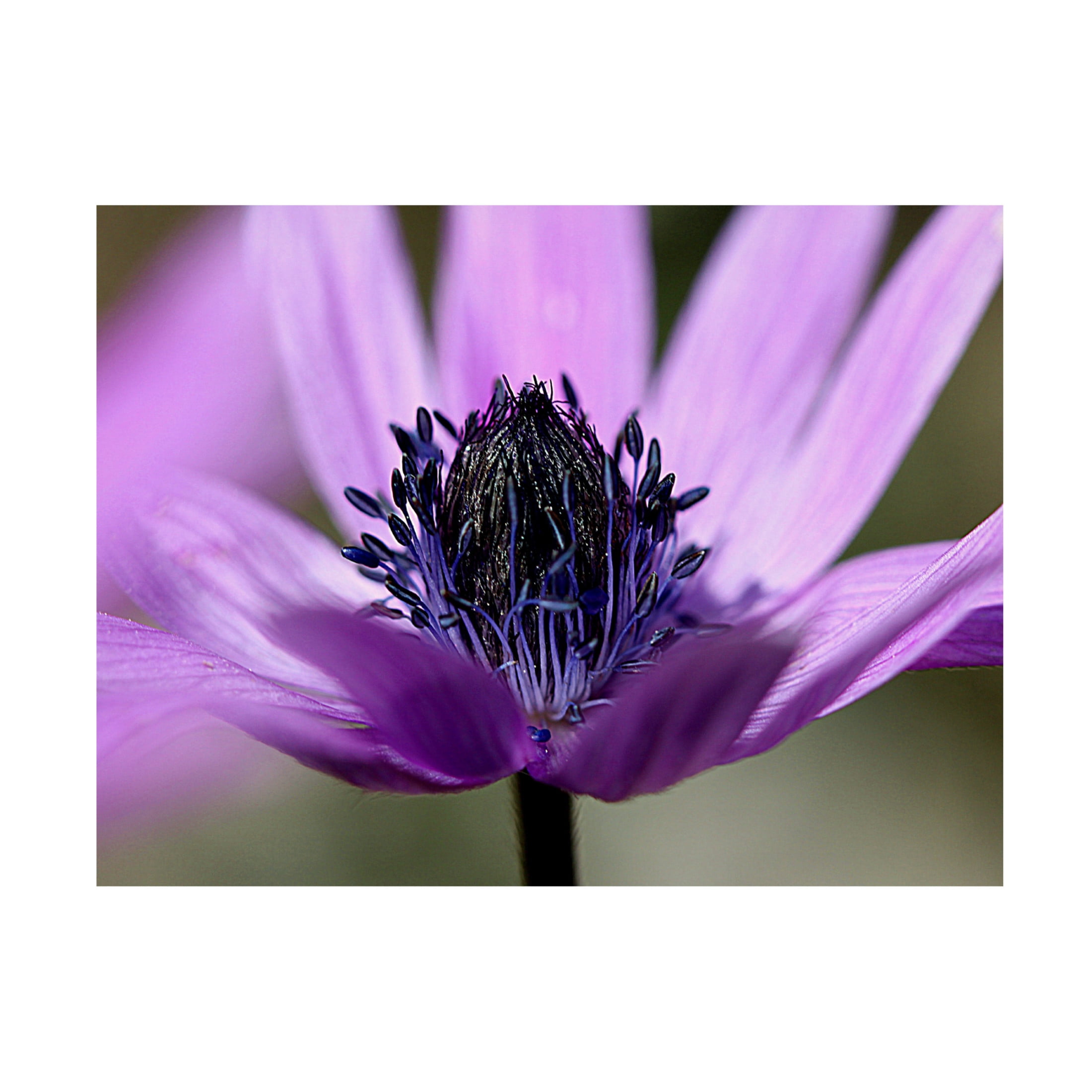 Canvas Wall Art - Renata.Ivanovic  'Violet Wild Flower' Wall Art for Living Room, Bedroom, or Office Décor by Trademark Fine Art - 24 x 18 Inches
