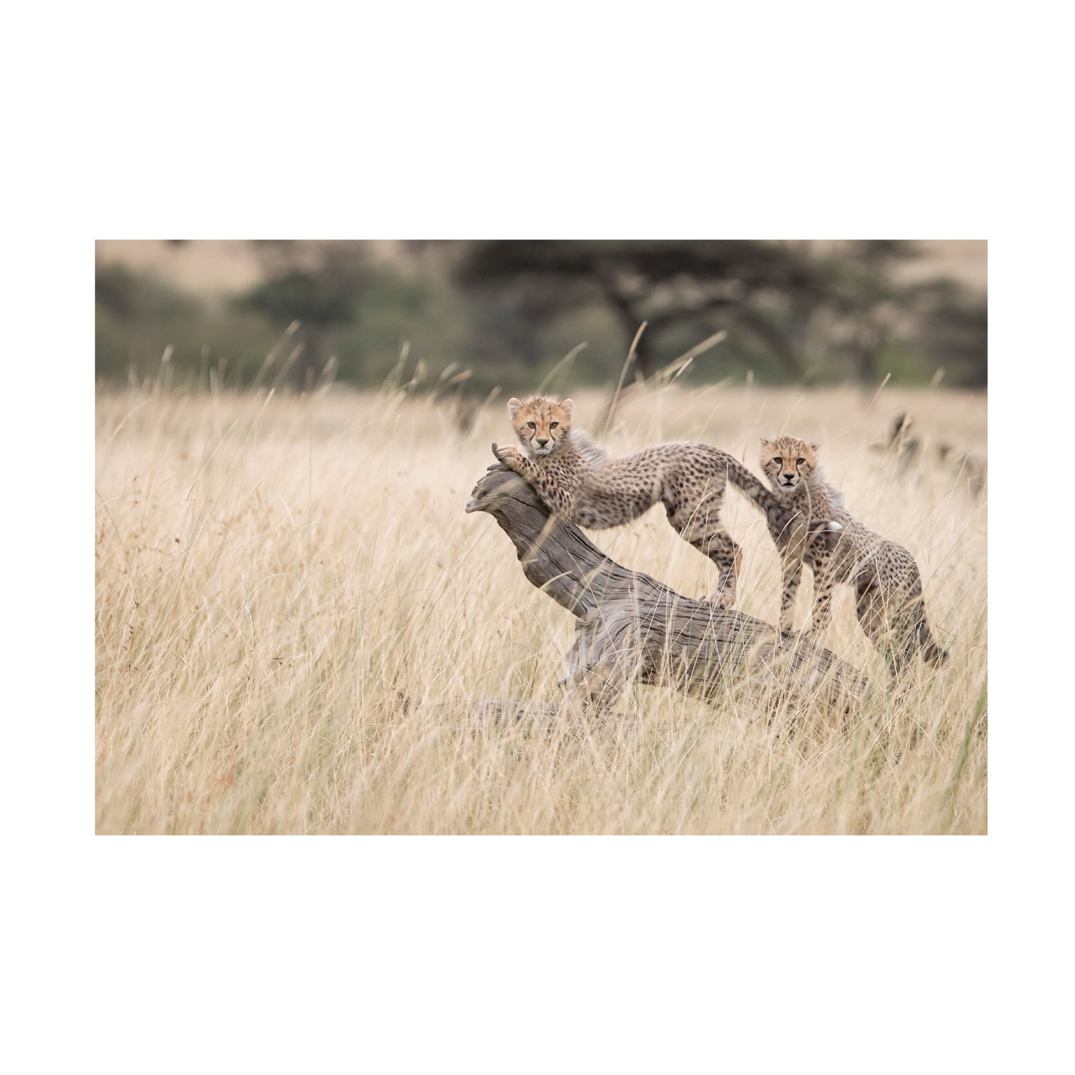 Canvas Wall Art - Renee Doyle 'Curious Kitties' Wall Art for Living Room, Bedroom, or Office Décor by Trademark Fine Art - 19 x 12 Inches