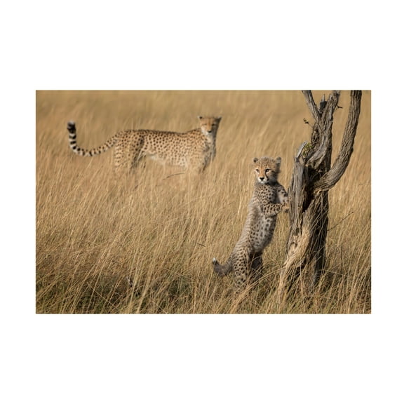 Canvas Wall Art - Renee Doyle 'Ive Got It Mum' Wall Art for Living Room, Bedroom, or Office D?cor by Trademark Fine Art - 32 x 22 Inches