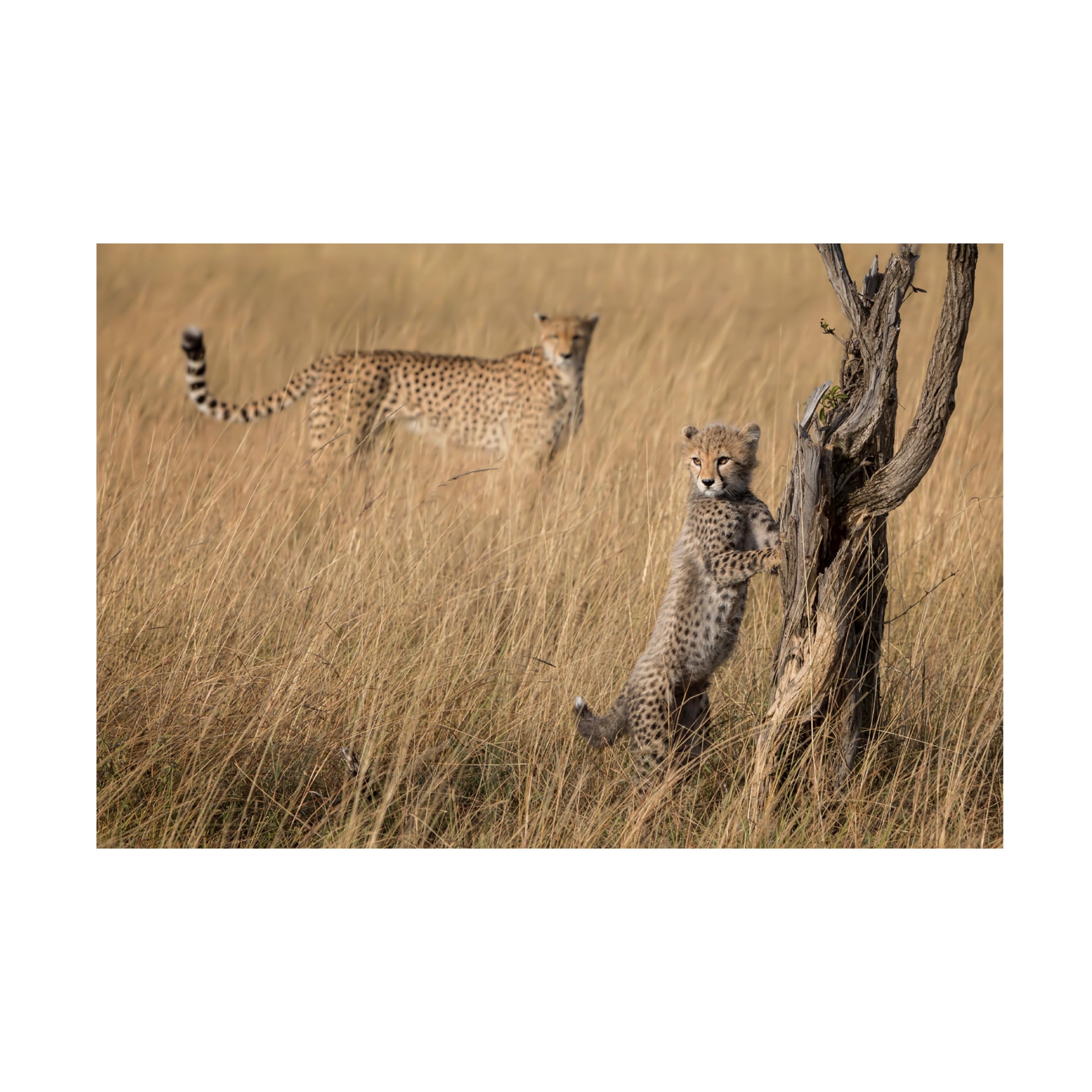 Canvas Wall Art - Renee Doyle 'Ive Got It Mum' Wall Art for Living Room, Bedroom, or Office D?cor by Trademark Fine Art - 47 x 30 Inches