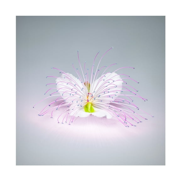 Canvas Wall Art - Rico Cavallo 'Caper Flower' Wall Art for Living Room, Bedroom, or Office Décor by Trademark Fine Art - 14 x 14 Inches