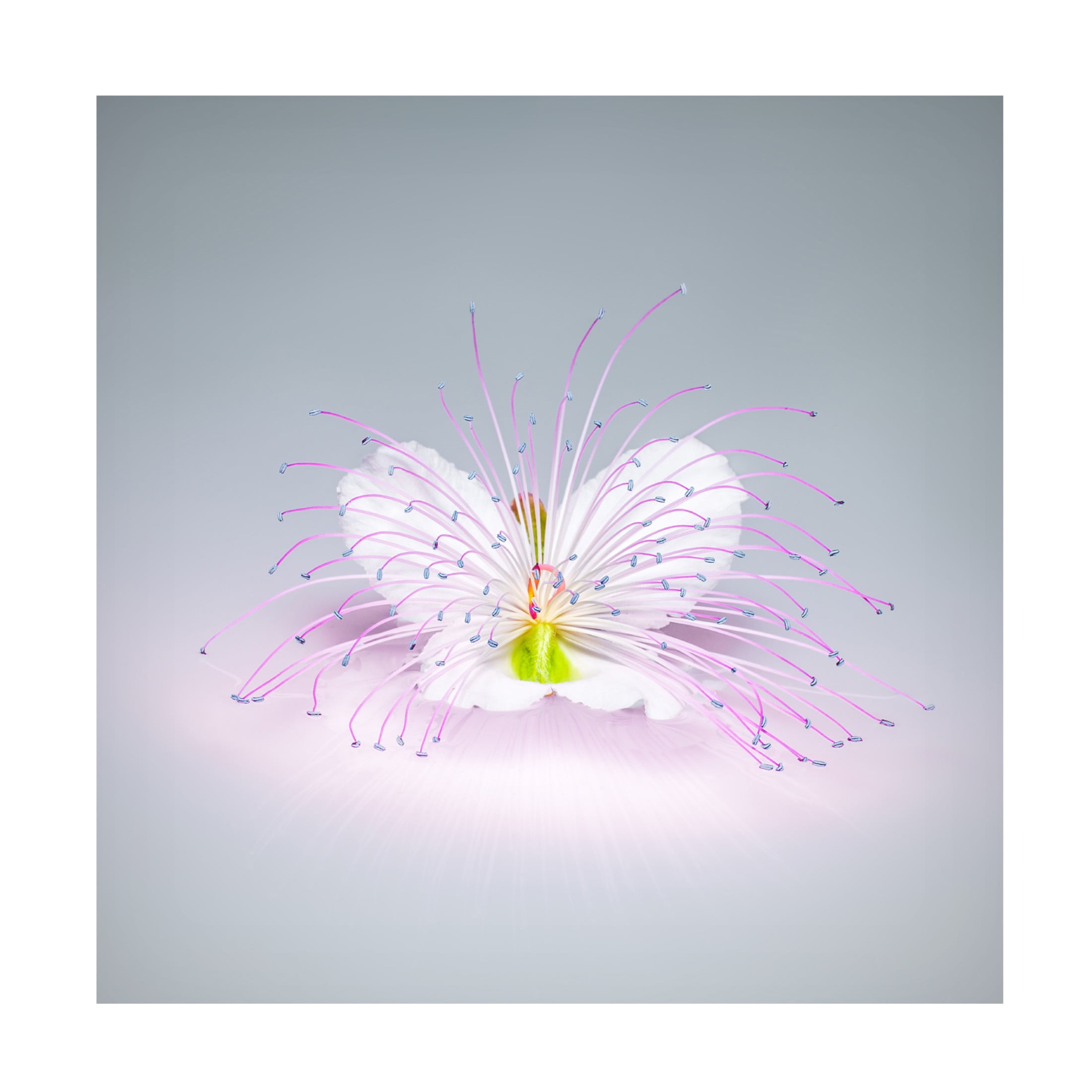 Canvas Wall Art - Rico Cavallo 'Caper Flower' Wall Art for Living Room, Bedroom, or Office Décor by Trademark Fine Art - 18 x 18 Inches
