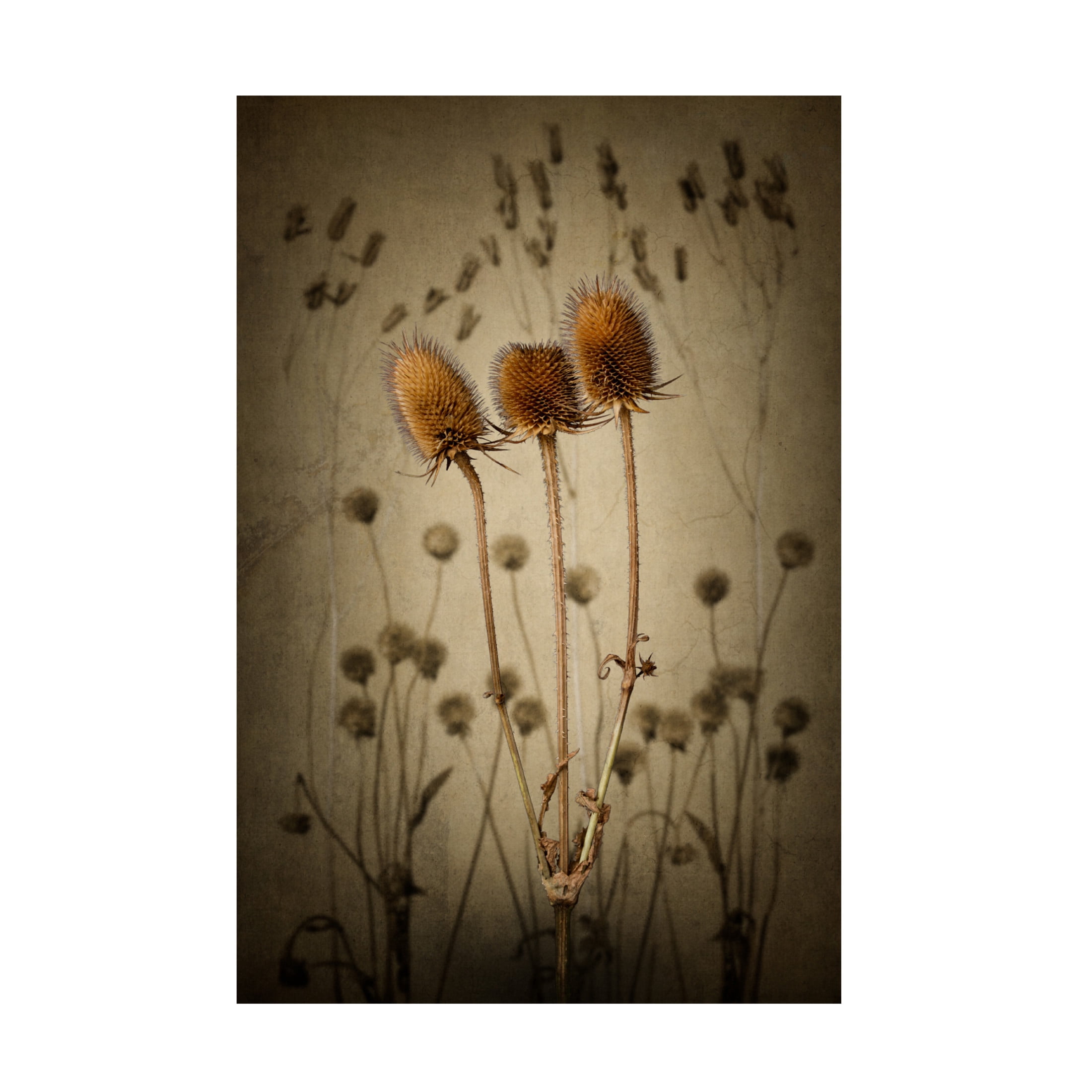 Canvas Wall Art - Rob Olivier 'Teasel' Wall Art for Living Room, Bedroom, or Office Décor by Trademark Fine Art - 30 x 47 Inches