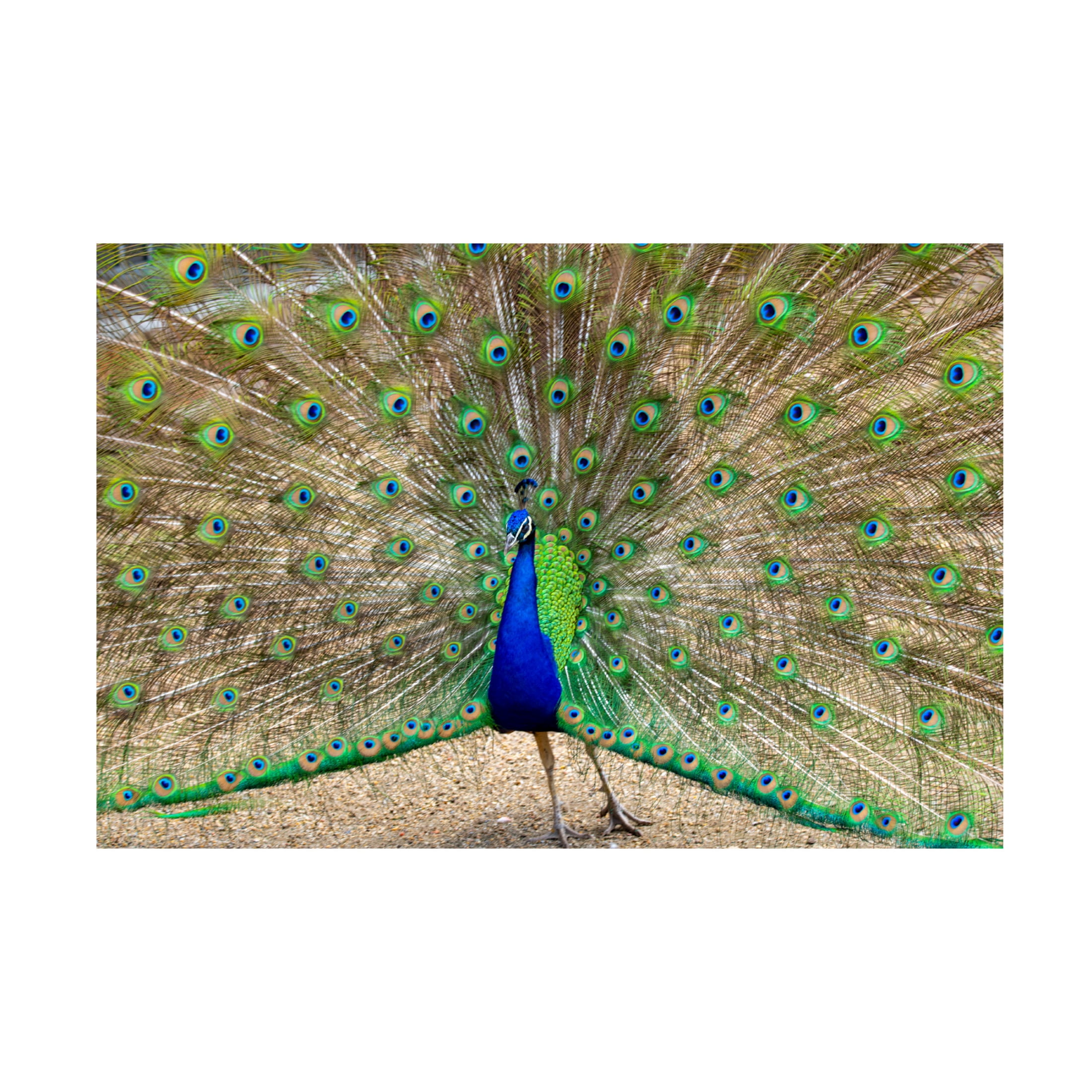 Canvas Wall Art - Robert Michaud 'Peacock 1' Wall Art for Living Room, Bedroom, or Office Décor by Trademark Fine Art - 32 x 22 Inches