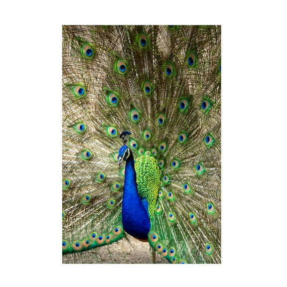 Canvas Wall Art - Robert Michaud 'Peacock Display Front 2' Wall Art for Living Room, Bedroom, or Office DÃ©cor by Trademark Fine Art - 16 x 24 Inches