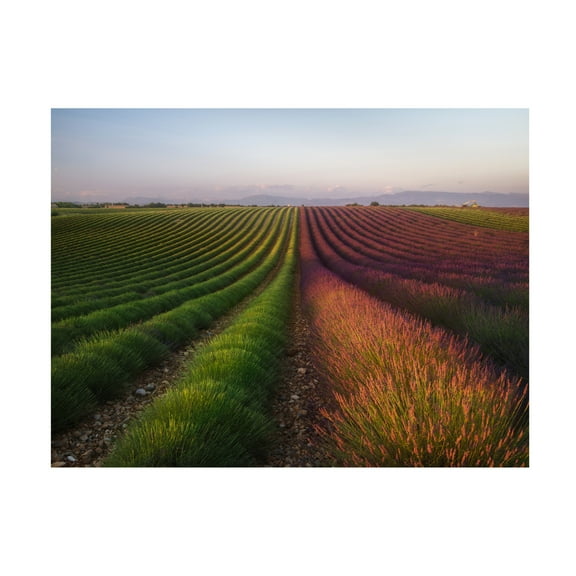 Canvas Wall Art - Rostovskiy Anton 'Field Of Lavender' Wall Art for Living Room, Bedroom, or Office Décor by Trademark Fine Art - 19 x 14 Inches