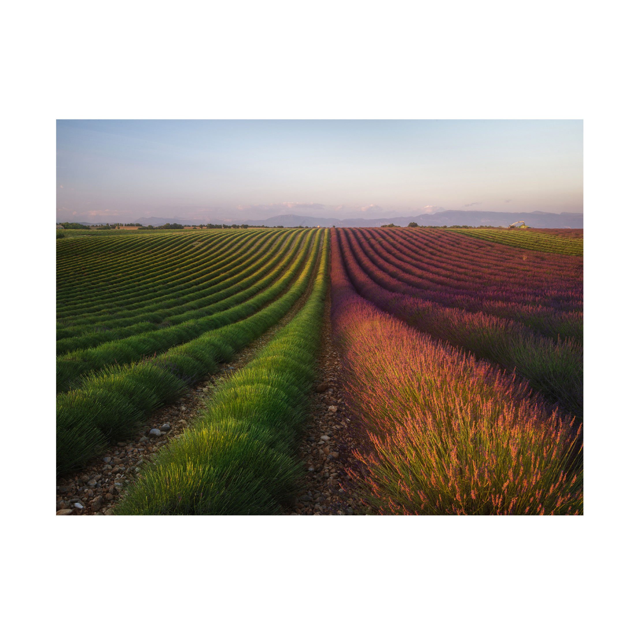 Canvas Wall Art - Rostovskiy Anton 'Field Of Lavender' Wall Art for Living Room, Bedroom, or Office Décor by Trademark Fine Art - 32 x 24 Inches