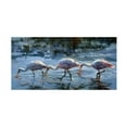 thumbnail image 1 of Canvas Wall Art - Sandy Nelson 'Spoonbill Late Feeding' Wall Art for Living Room, Bedroom, or Office Décor by Trademark Fine Art - 32 x 16 Inches, 1 of 4