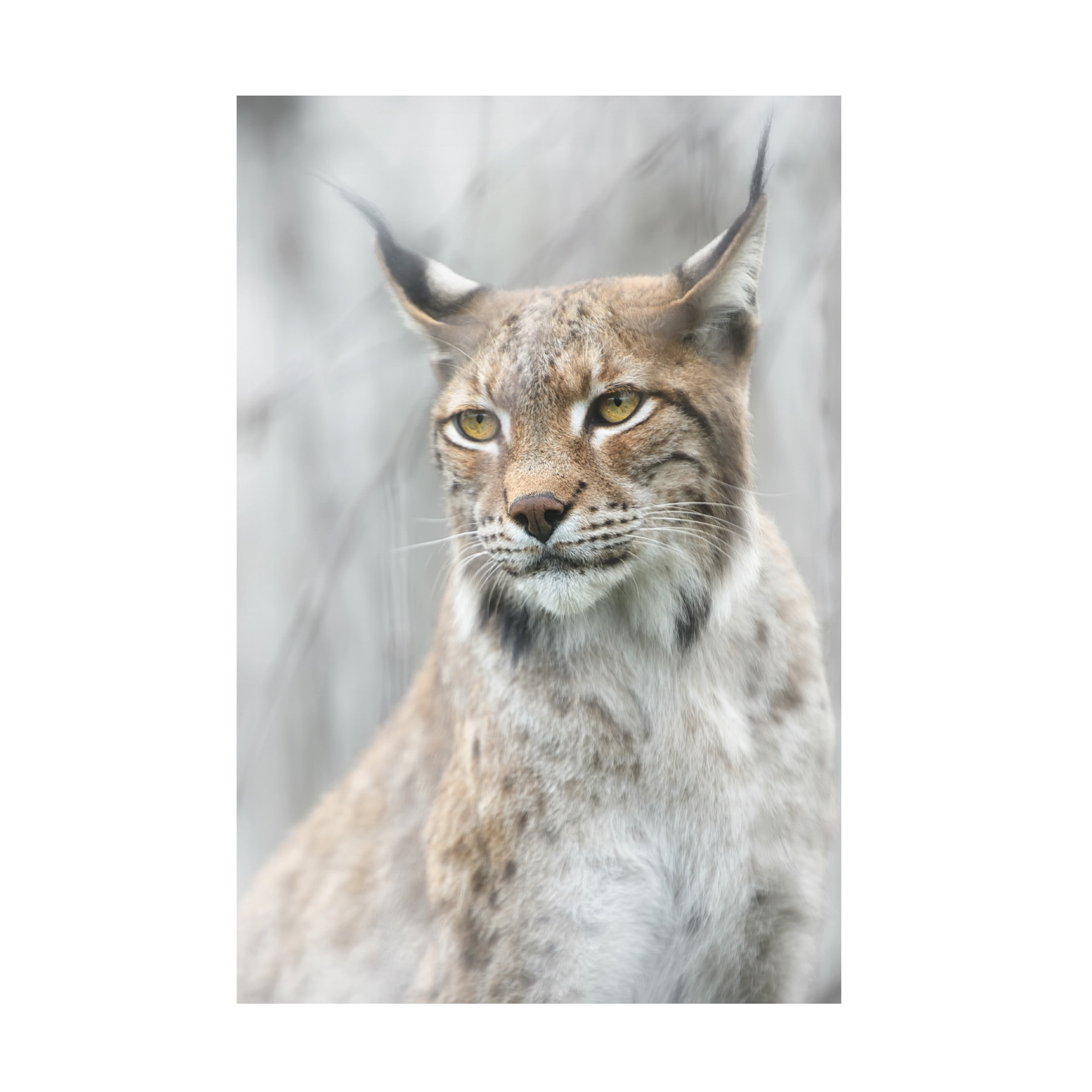 Canvas Wall Art - Santiago Pascual Buye 'Lynx Portrait In The Fog' Wall Art for Living Room, Bedroom, or Office DÃ©cor by Trademark Fine Art - 16 x 24 Inches